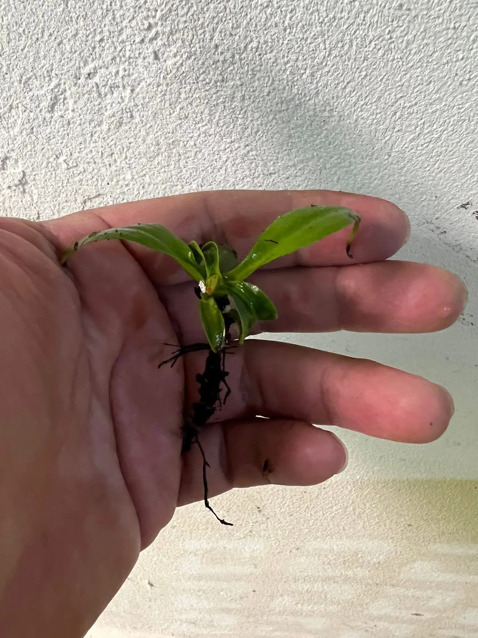 Nepenthes Bicalcarata 'Orange' by marklt
