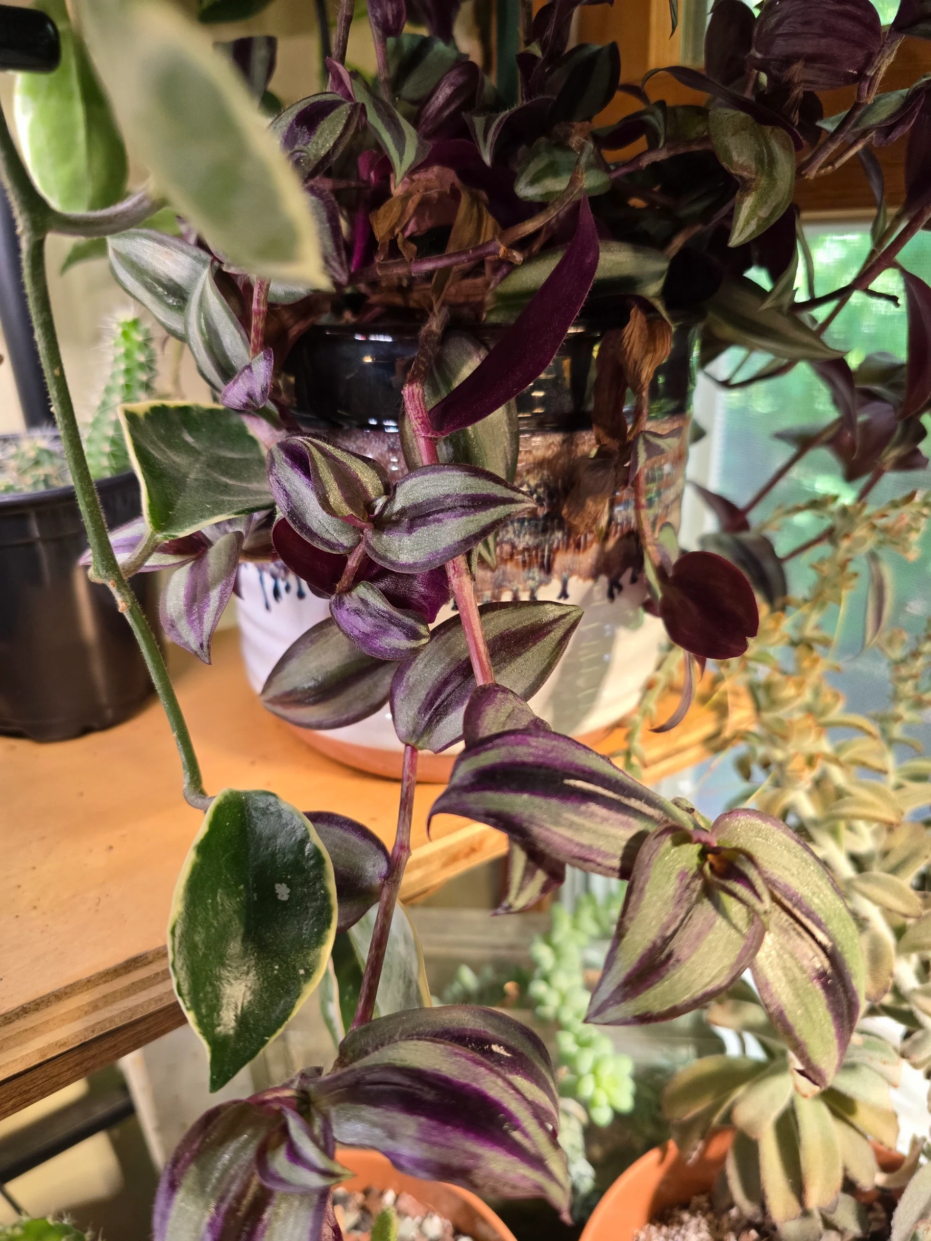 Tradescantia zebrina by atomic-alchemist