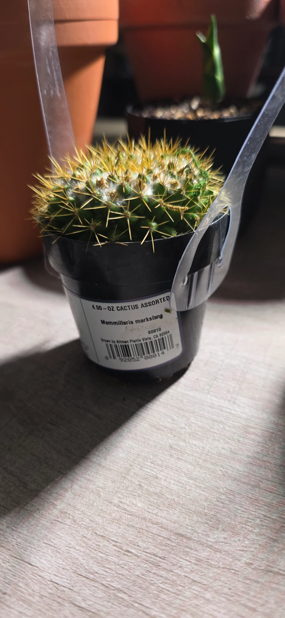 Mammillaria marksiana by RoyalAlchemy
