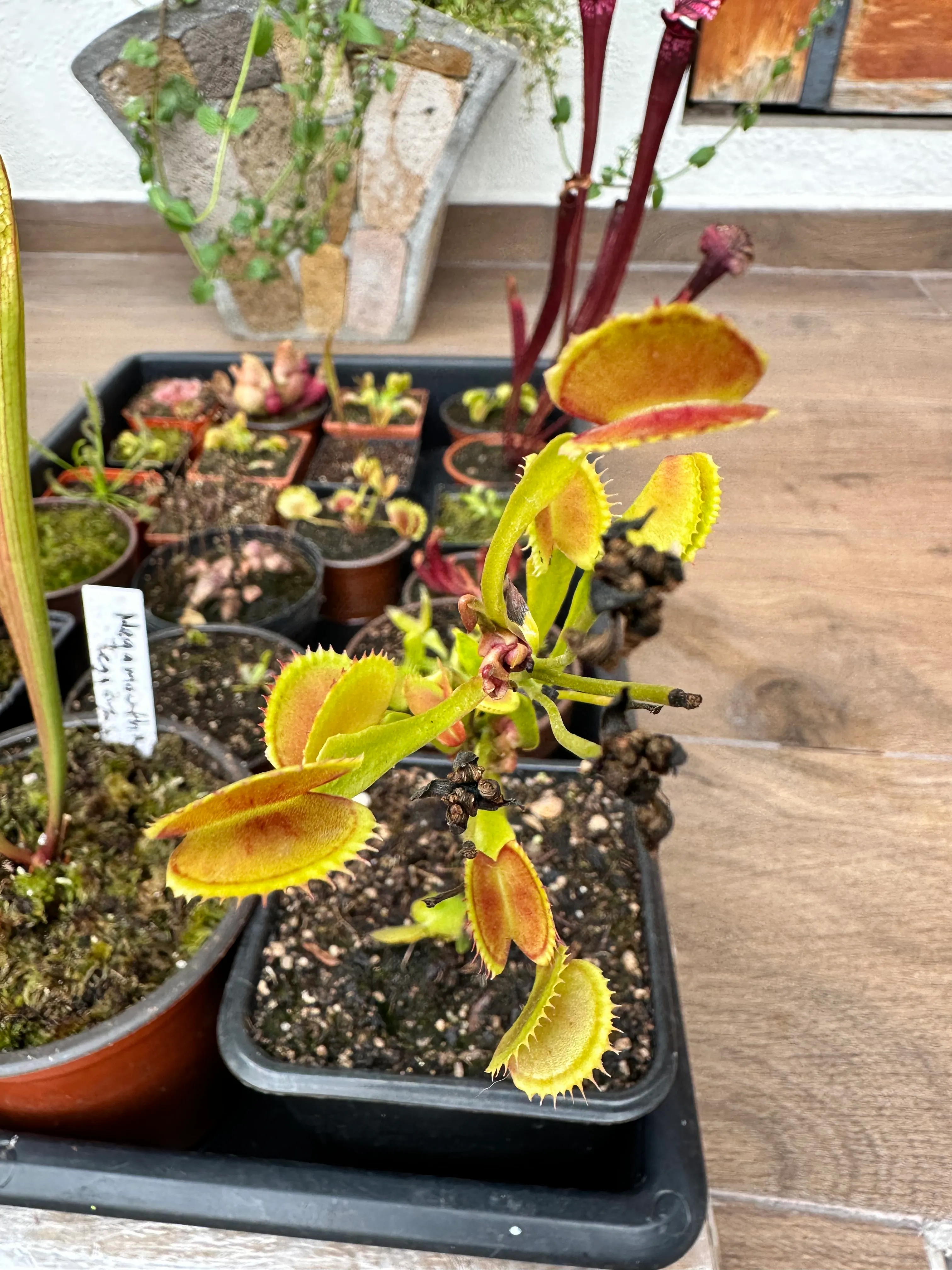Dionaea Muscipula 'Dracula' by marklt