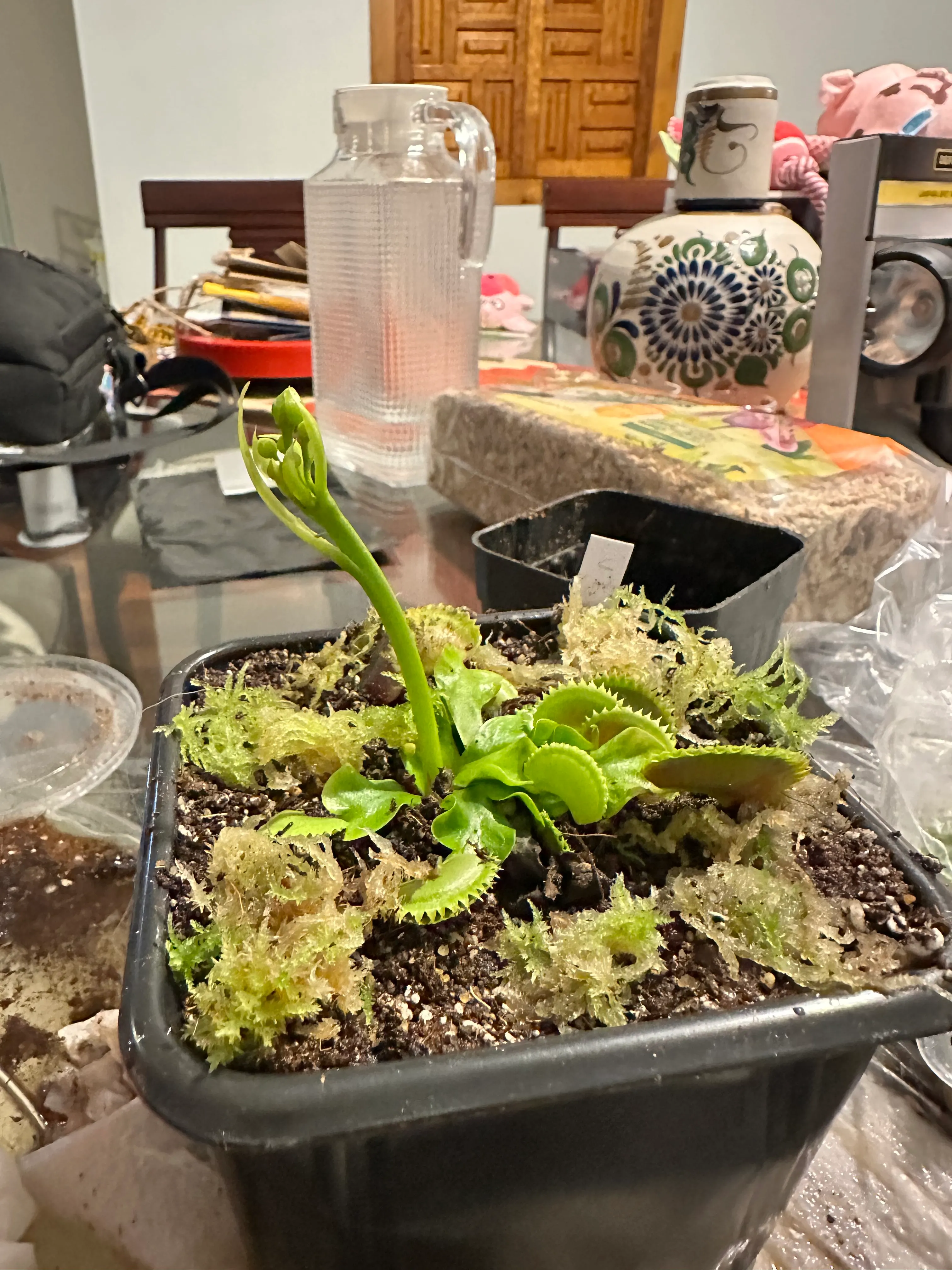 Dionaea Muscipula 'Dracula' by marklt