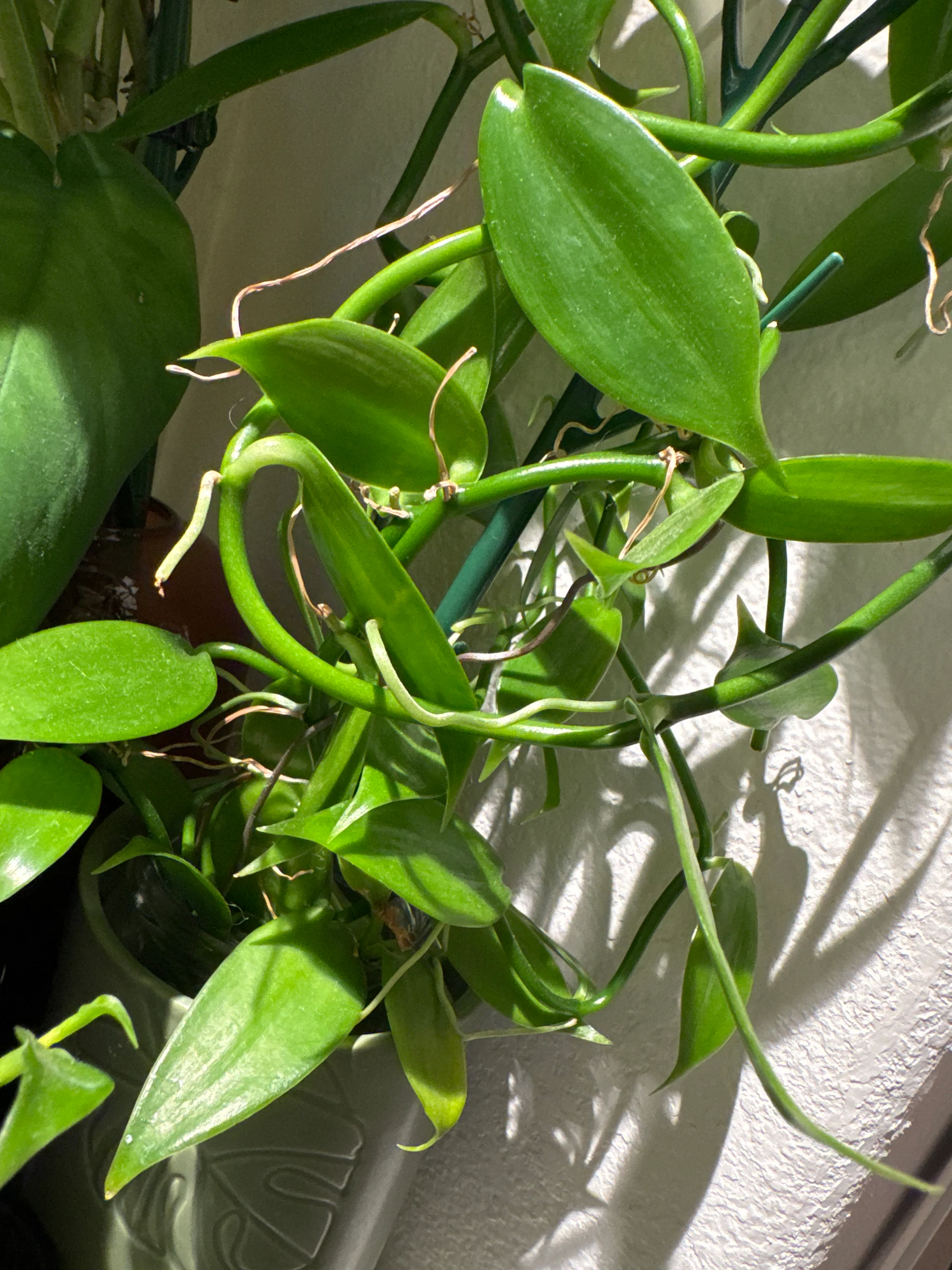 Vanilla planifolia by Labuleaf