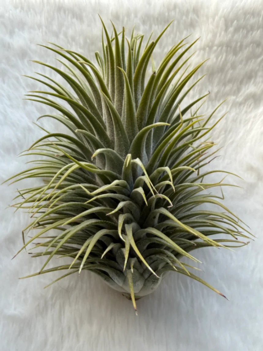 Tillandsia ionantha '“Snowball”' by Sunnywayproducts