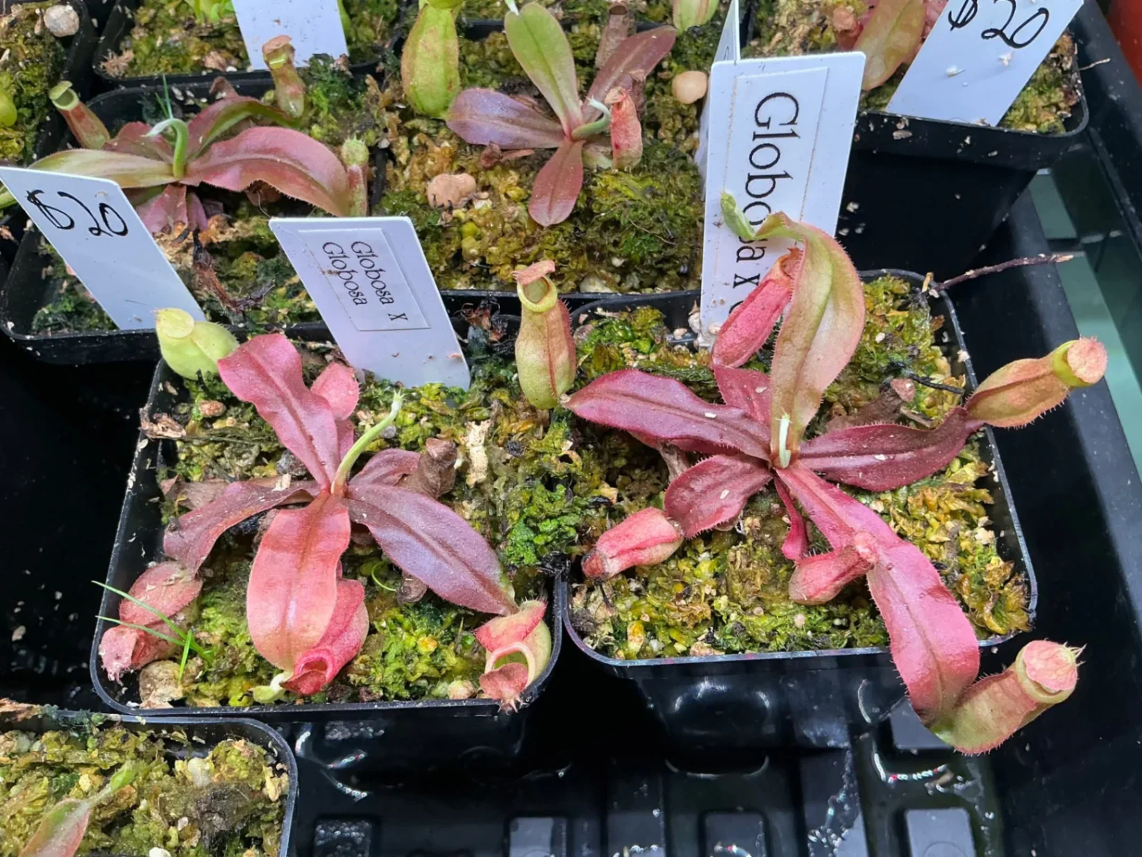 Nepenthes viking 'Globosa x Globosa' by Dartnivorous