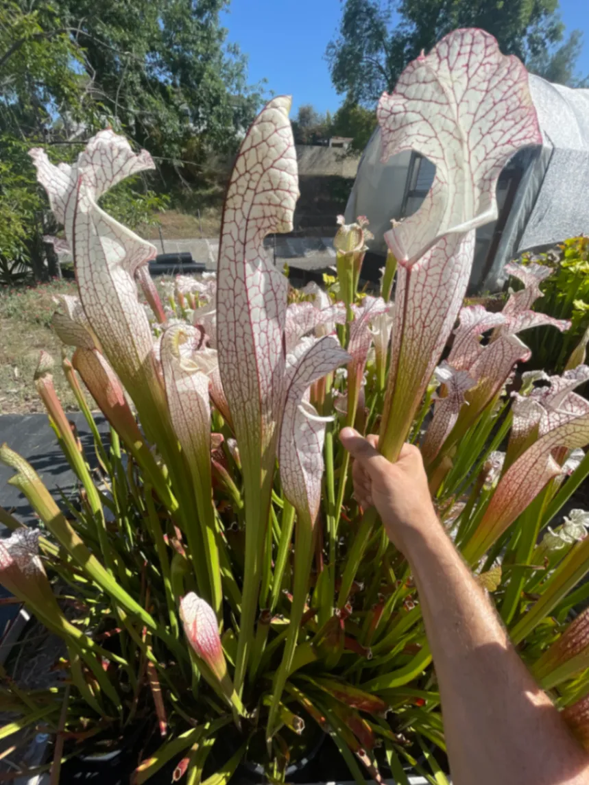 Sarracenia leucophylla 'Great White' by David