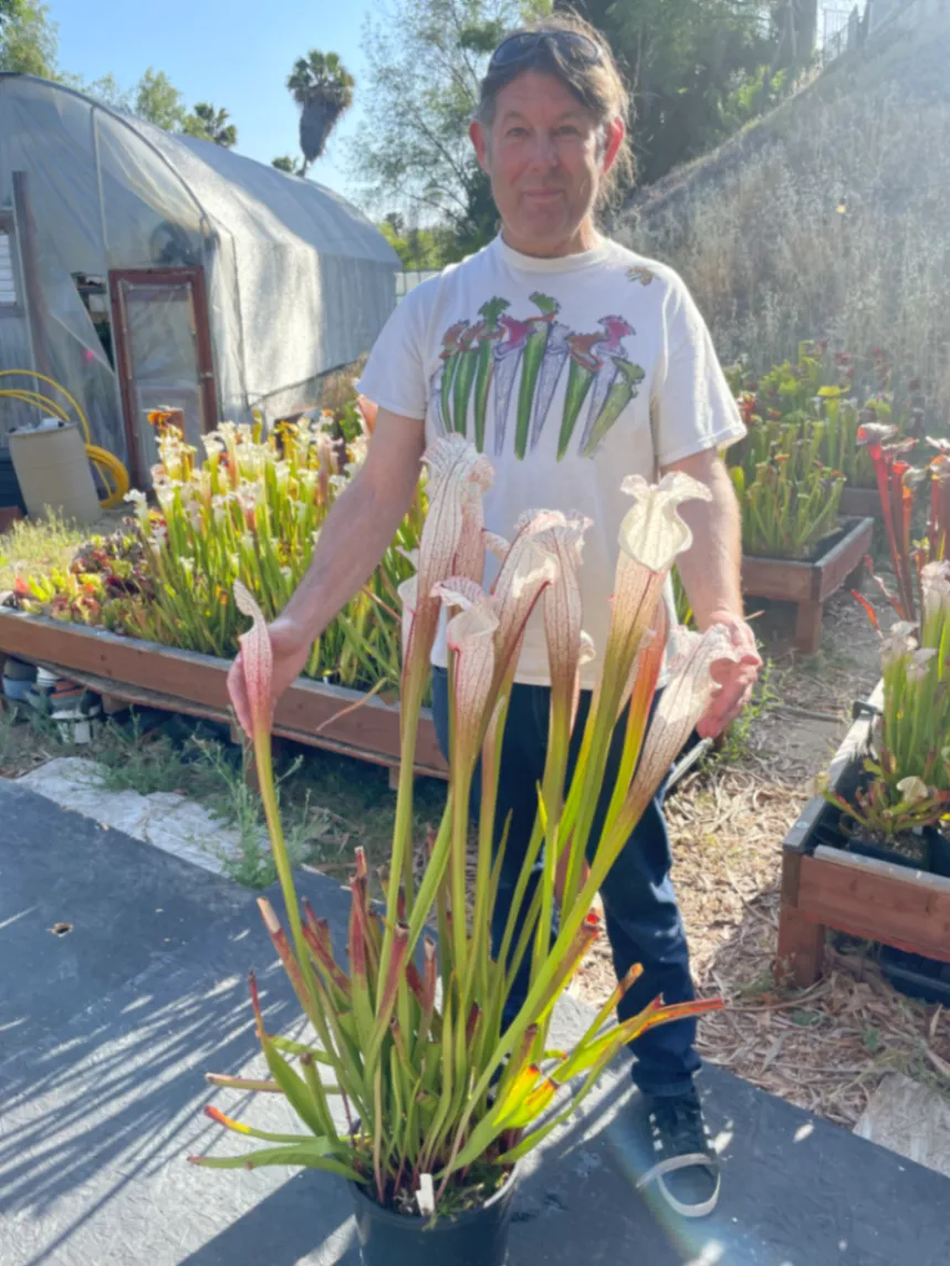 Sarracenia leucophylla 'Great White' by David