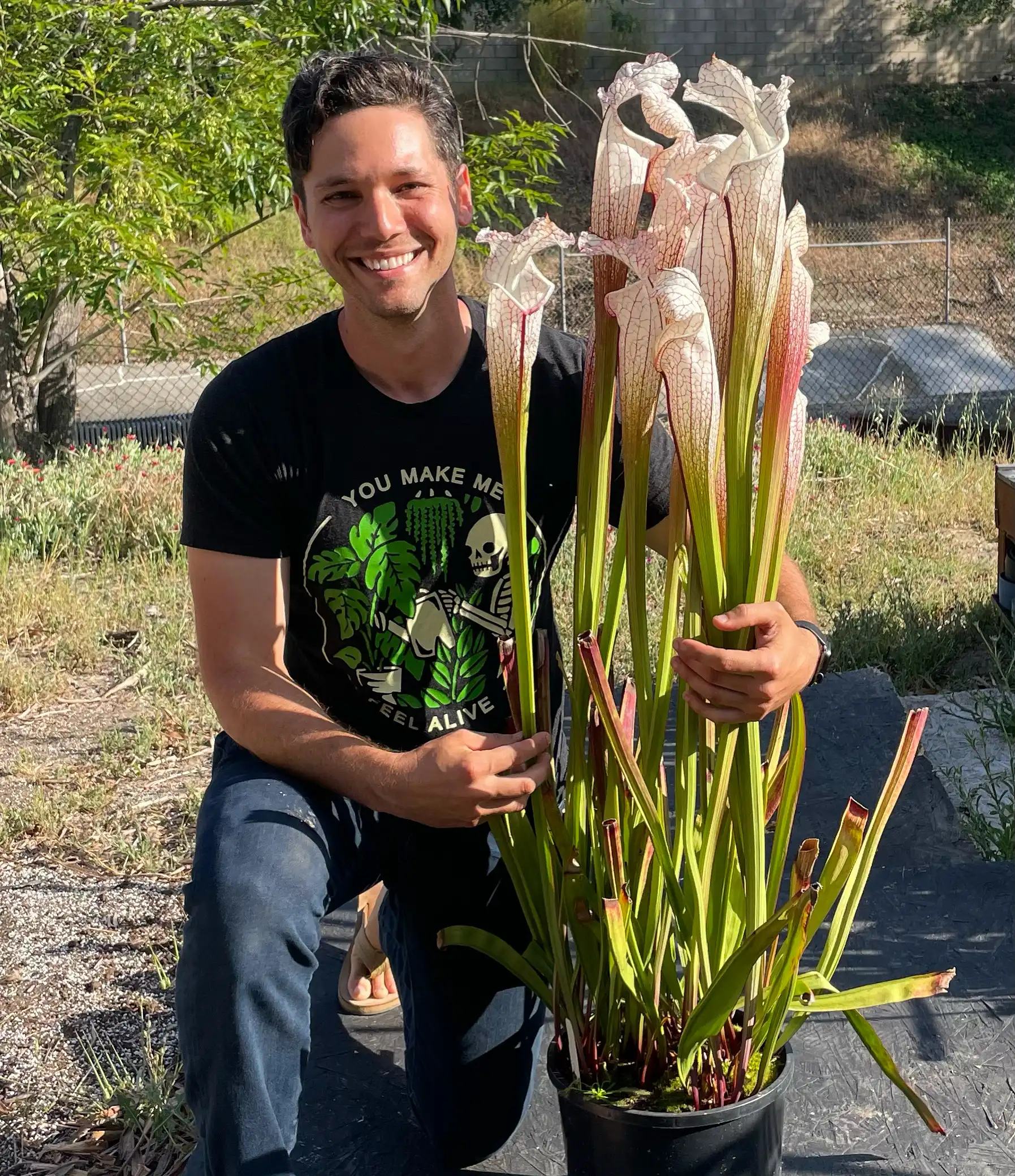 Sarracenia leucophylla 'Great White' by David
