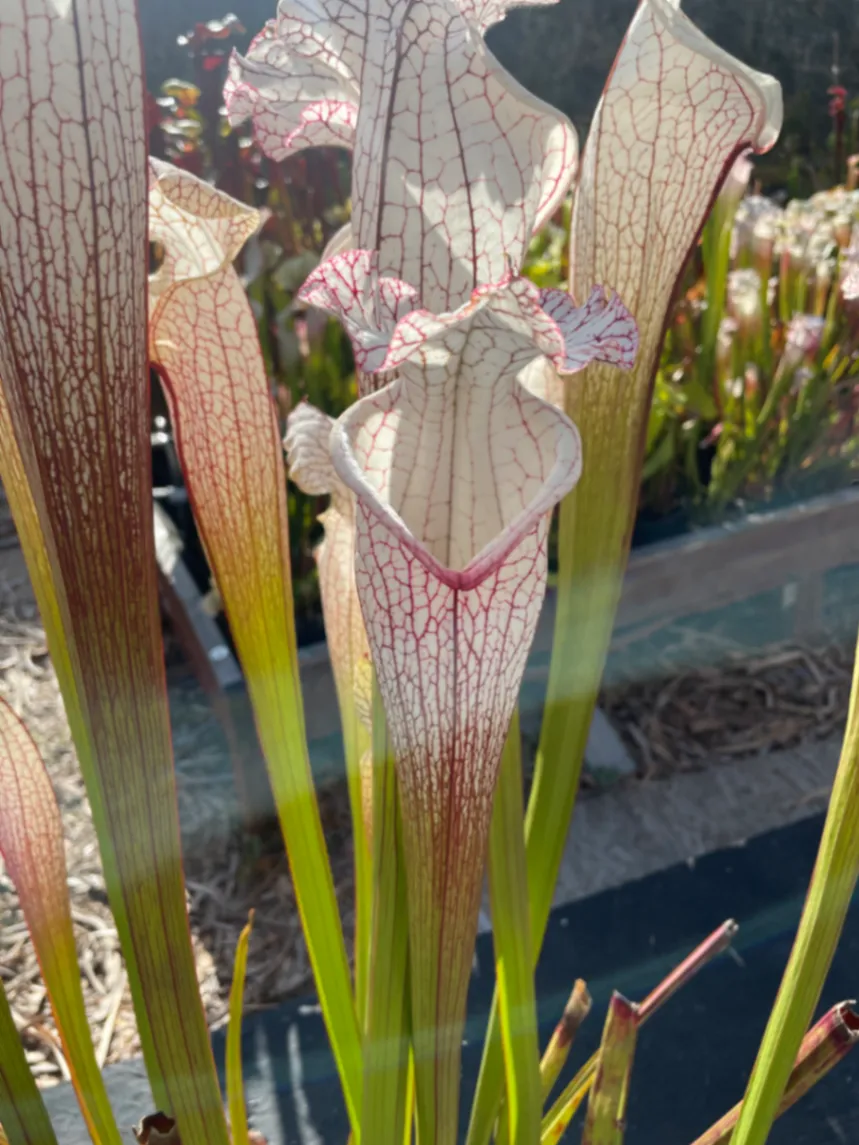 Sarracenia leucophylla 'Great White' by David