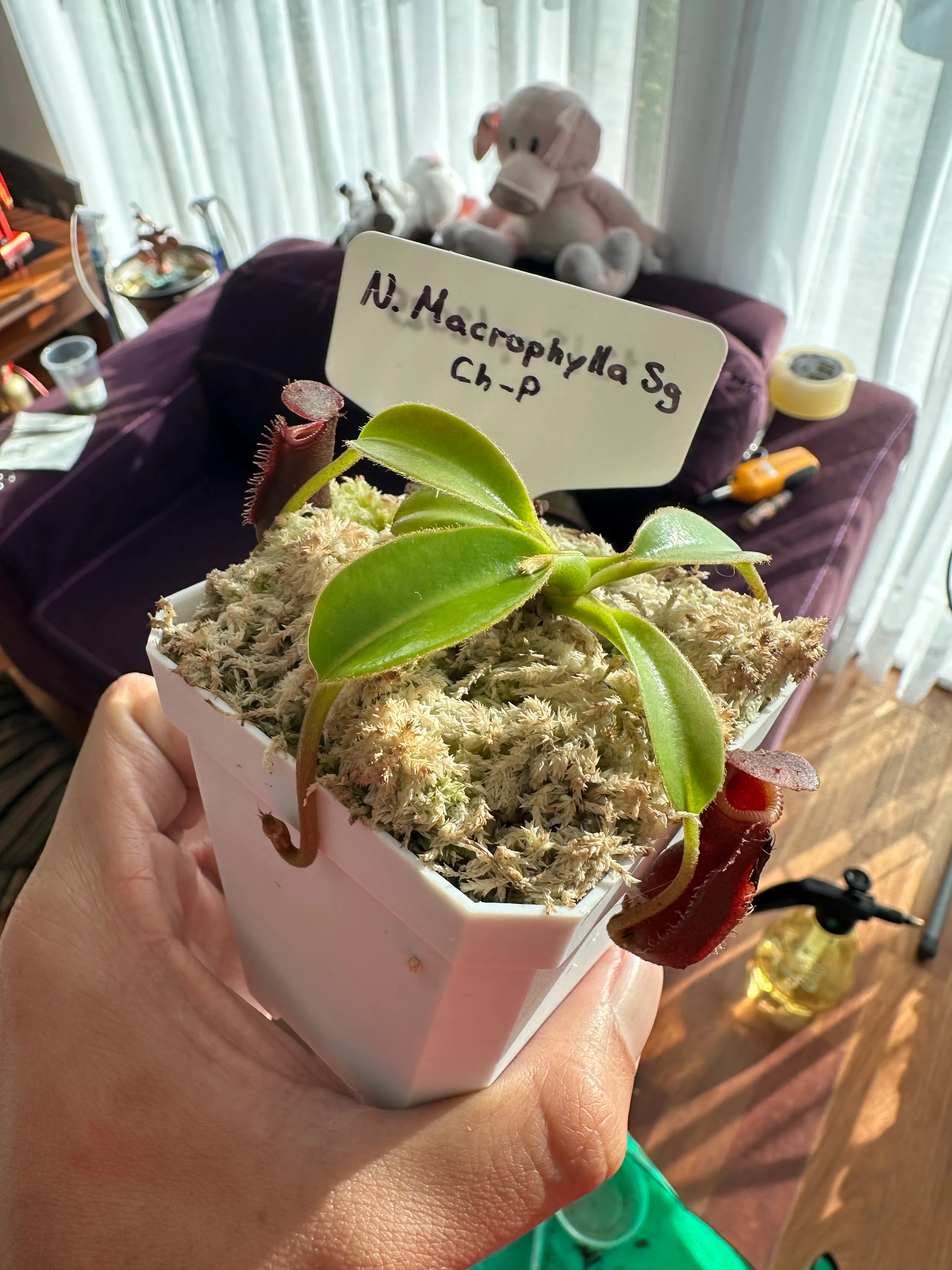 Nepenthes Macrophylla by marklt