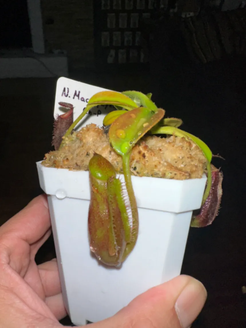 Nepenthes Macrophylla by marklt