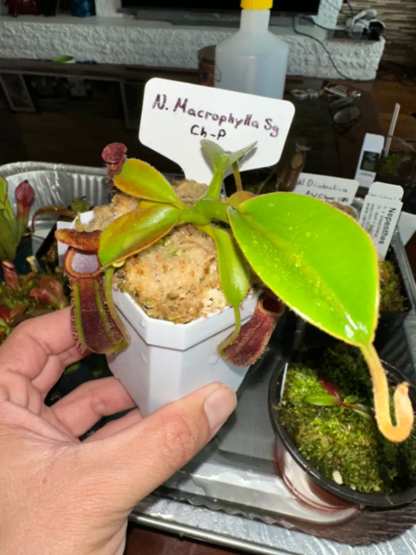 Nepenthes Macrophylla by marklt