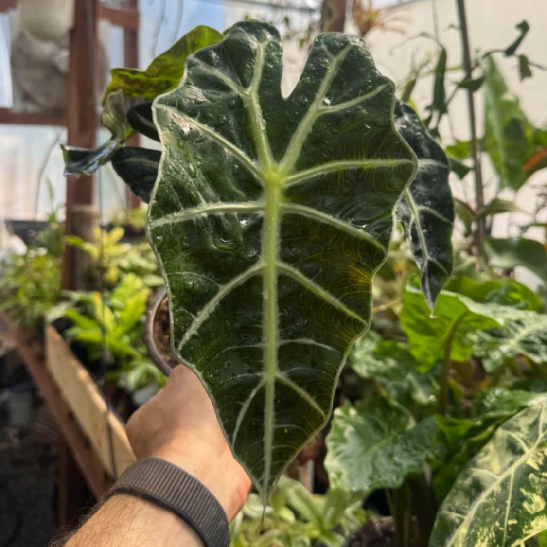 Alocasia Alocasia amazonica 'Polly' by David
