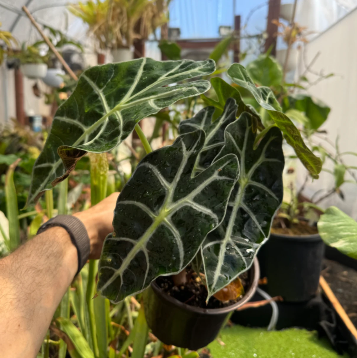 Alocasia Alocasia amazonica 'Polly' by David