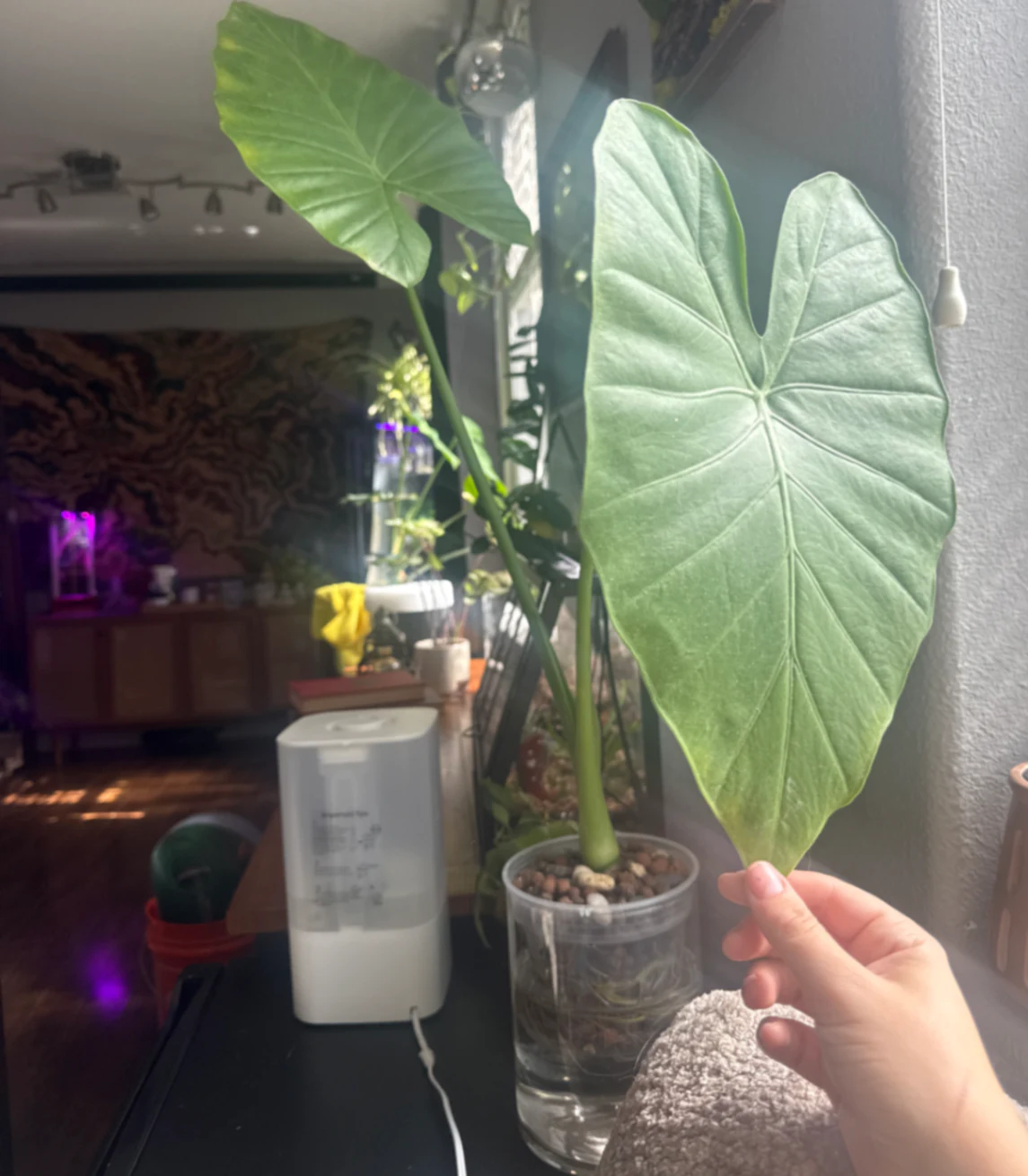 Alocasia macrorrhizos by kkalekas