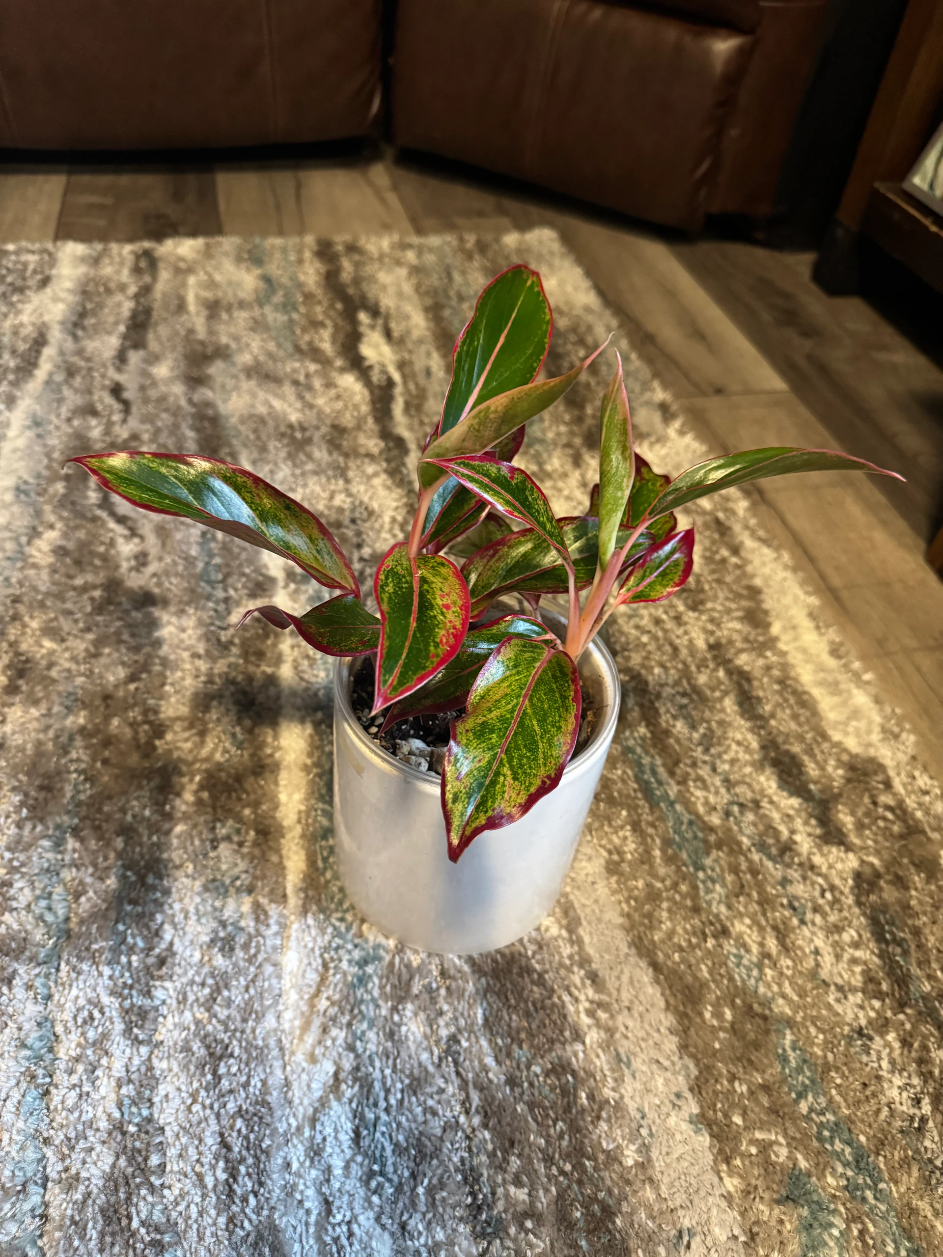 Aglaonema Siam Aurora by Ohtatie