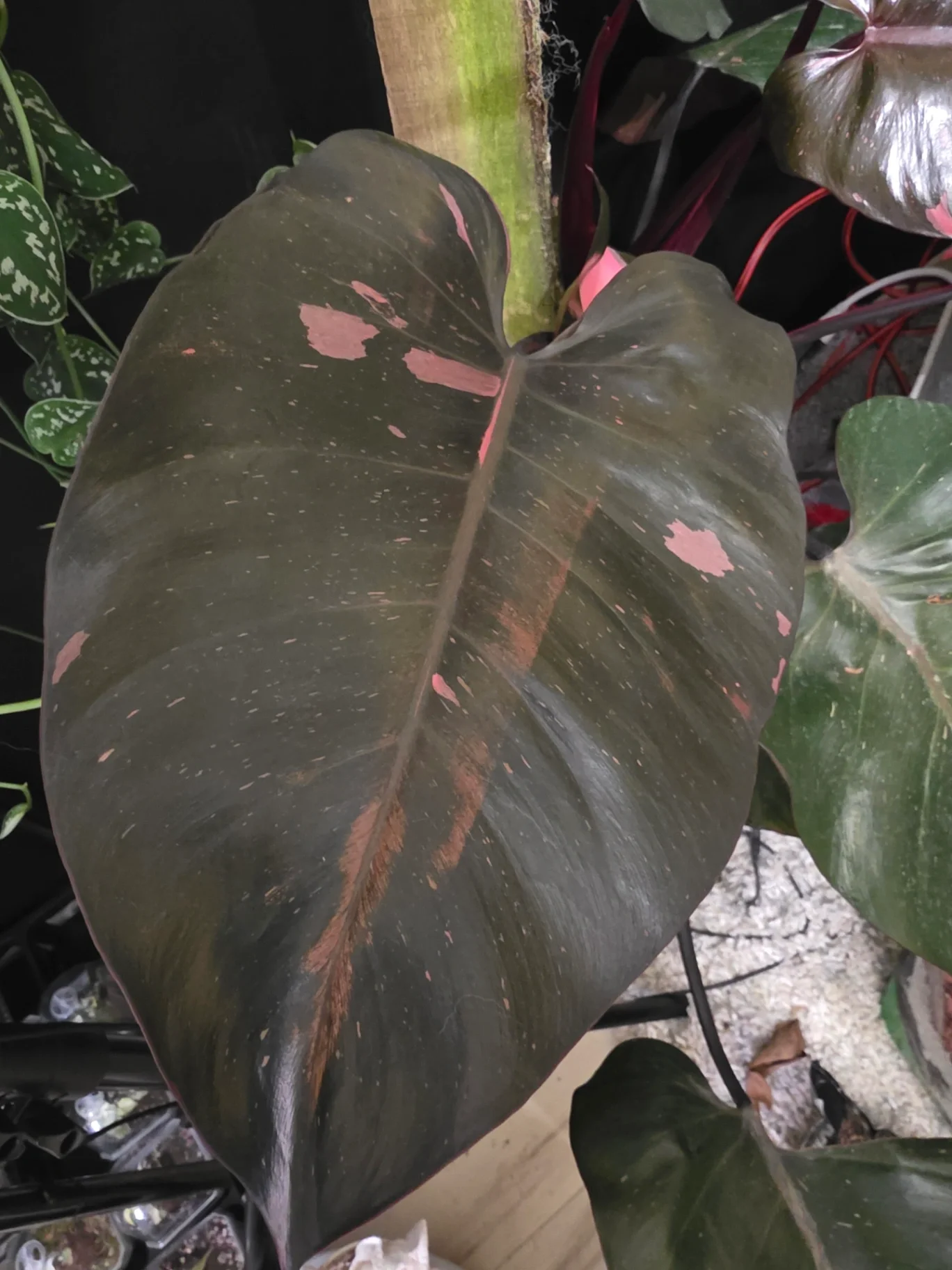 Philodendron erubescens 'Black Cherry Pink Princess' by JassyB