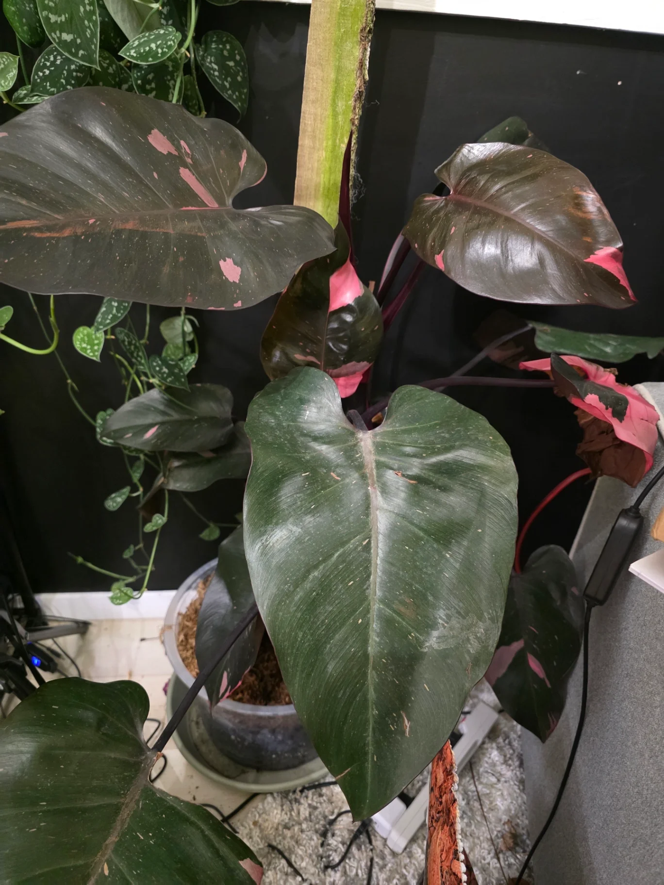 Philodendron erubescens 'Black Cherry Pink Princess' by JassyB