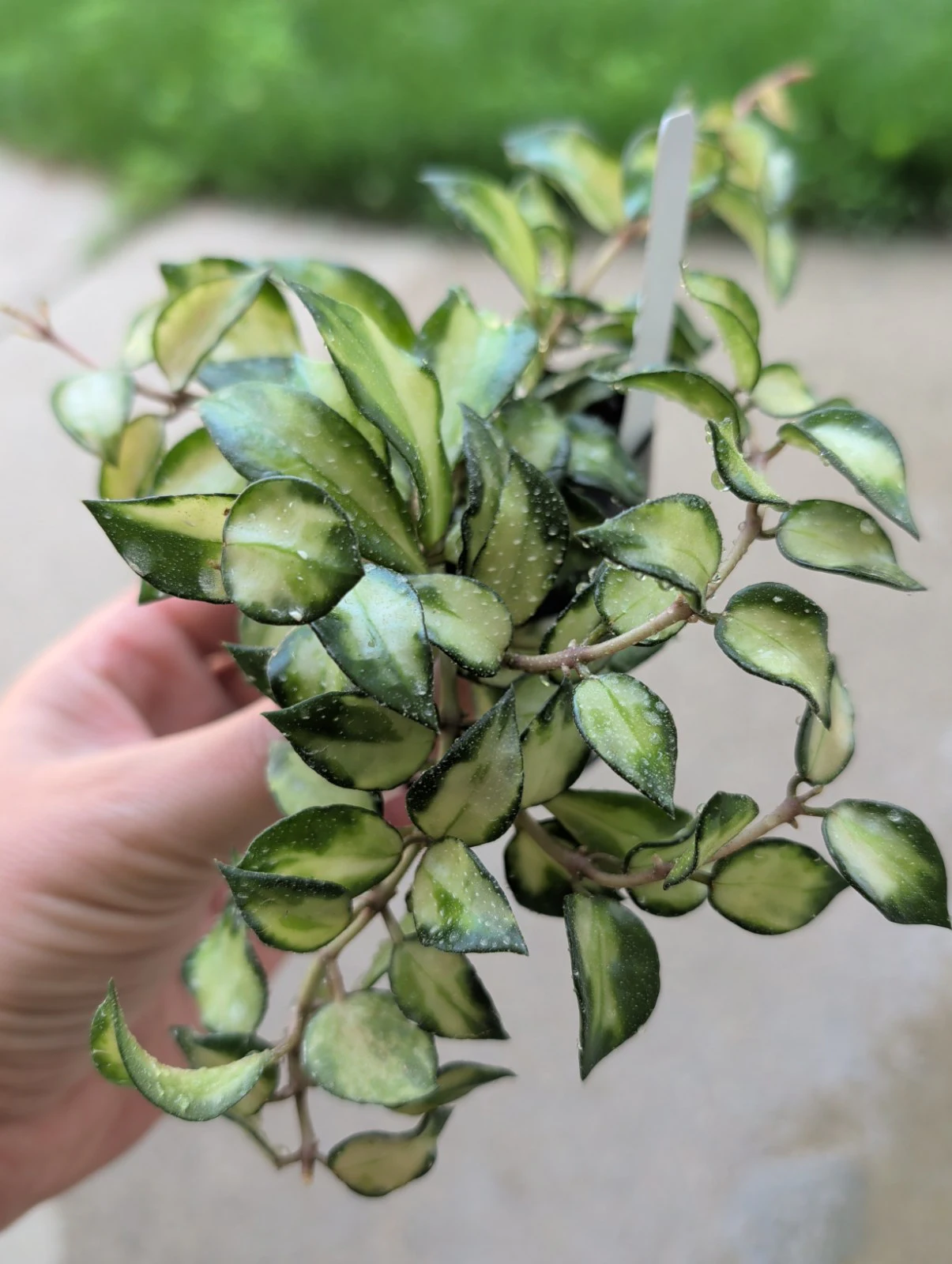 Hoya Lacunosa 'Tricolor bruno' by meg