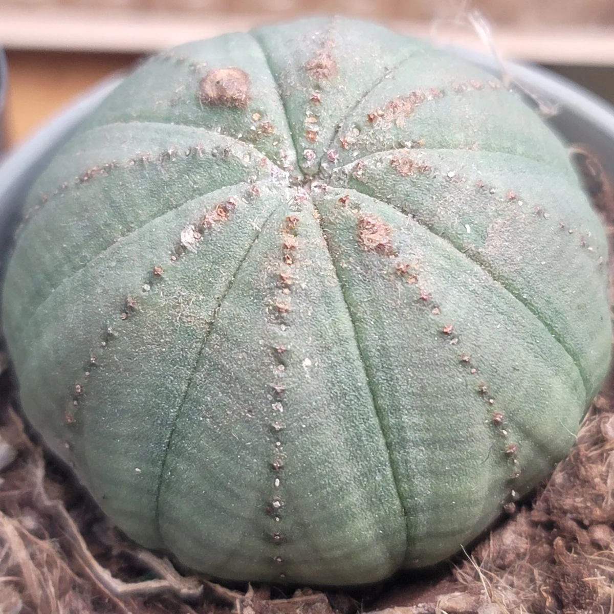 Euphorbia obesa by atomic-alchemist