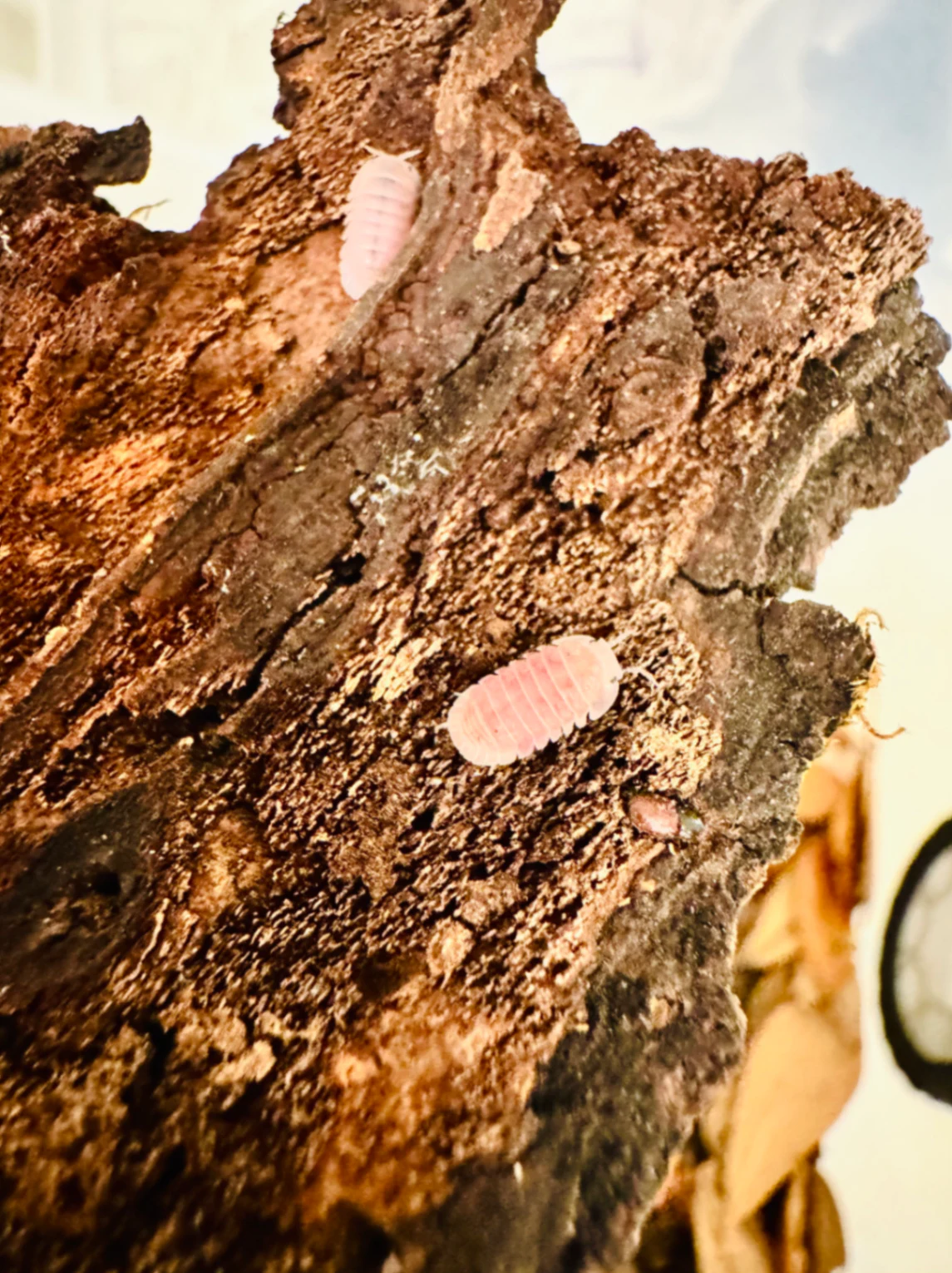 (Cherry Blossoms) Rubber Ducky Isopod Cubaris sp. by Labuleaf
