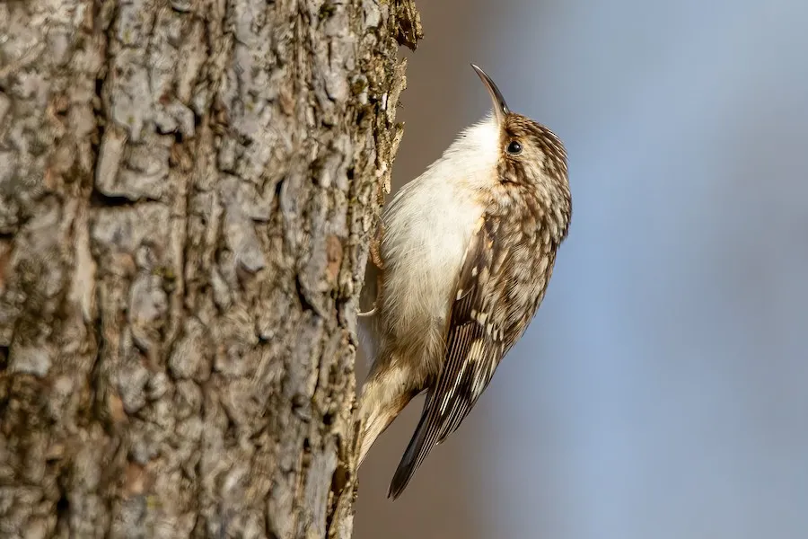 Brown Creeper Certhia americana by genevieve