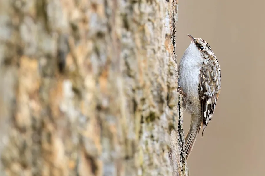 Brown Creeper Certhia americana by genevieve