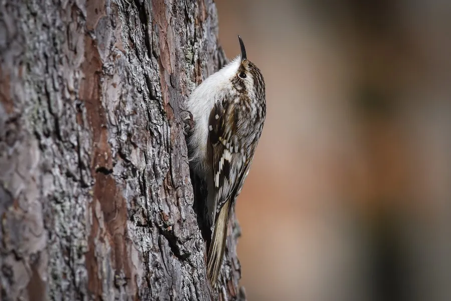 Brown Creeper Certhia americana by genevieve
