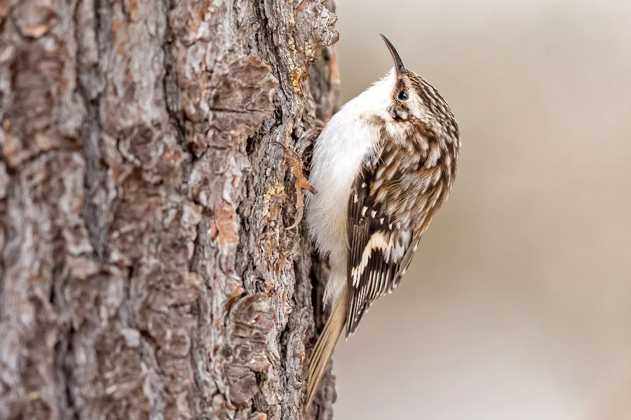 Brown Creeper Certhia americana by genevieve