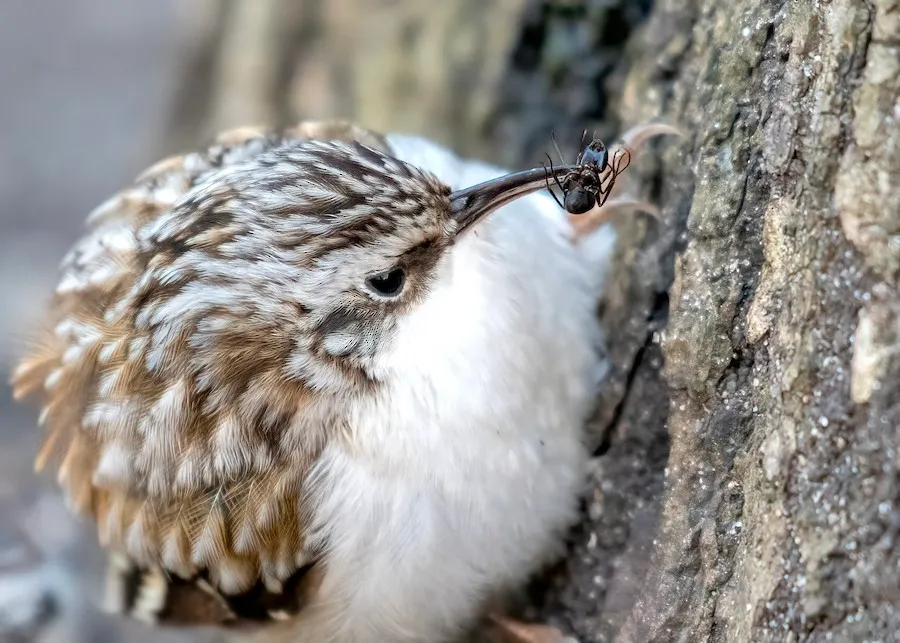 Brown Creeper Certhia americana by genevieve