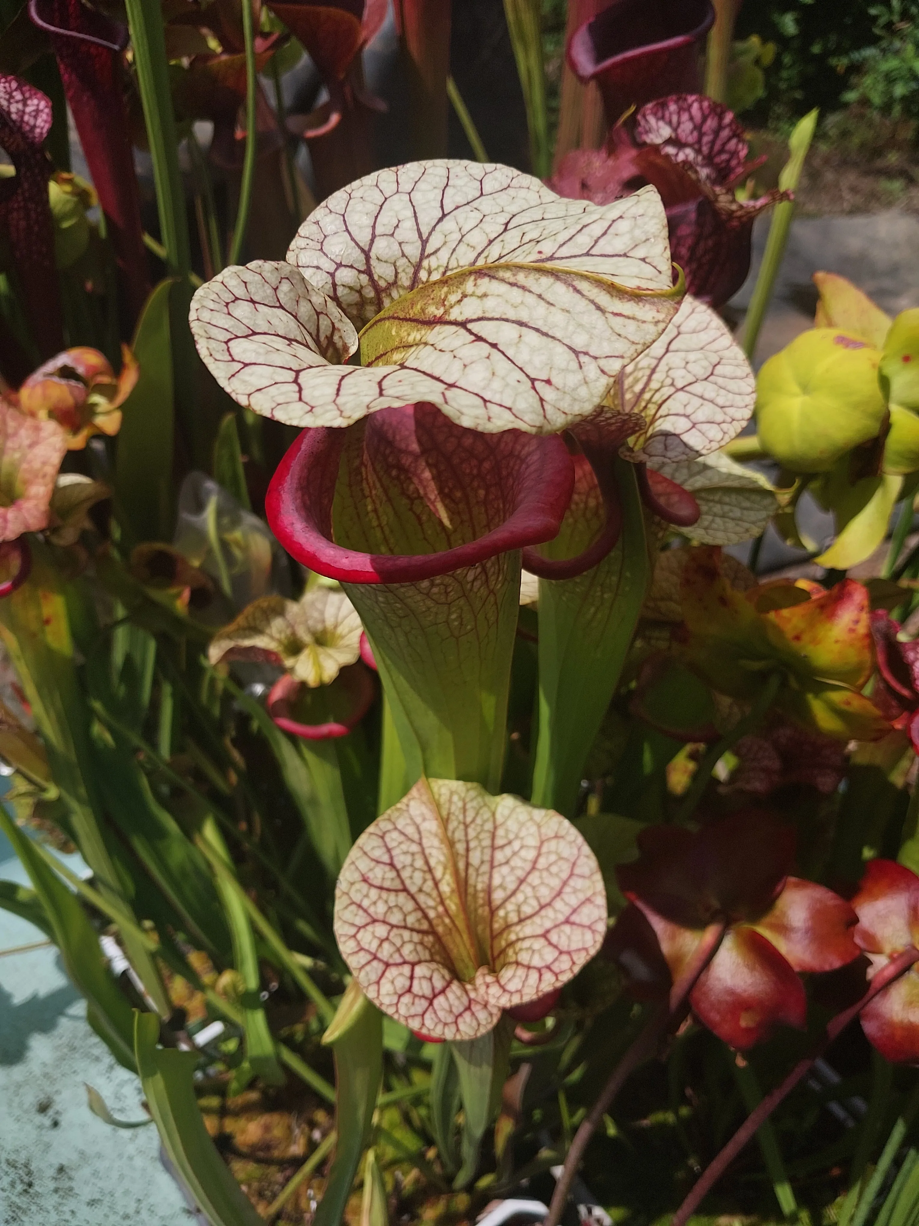 Sarracenia xmoorei 'Adrian Slack' by P_Hill_FL