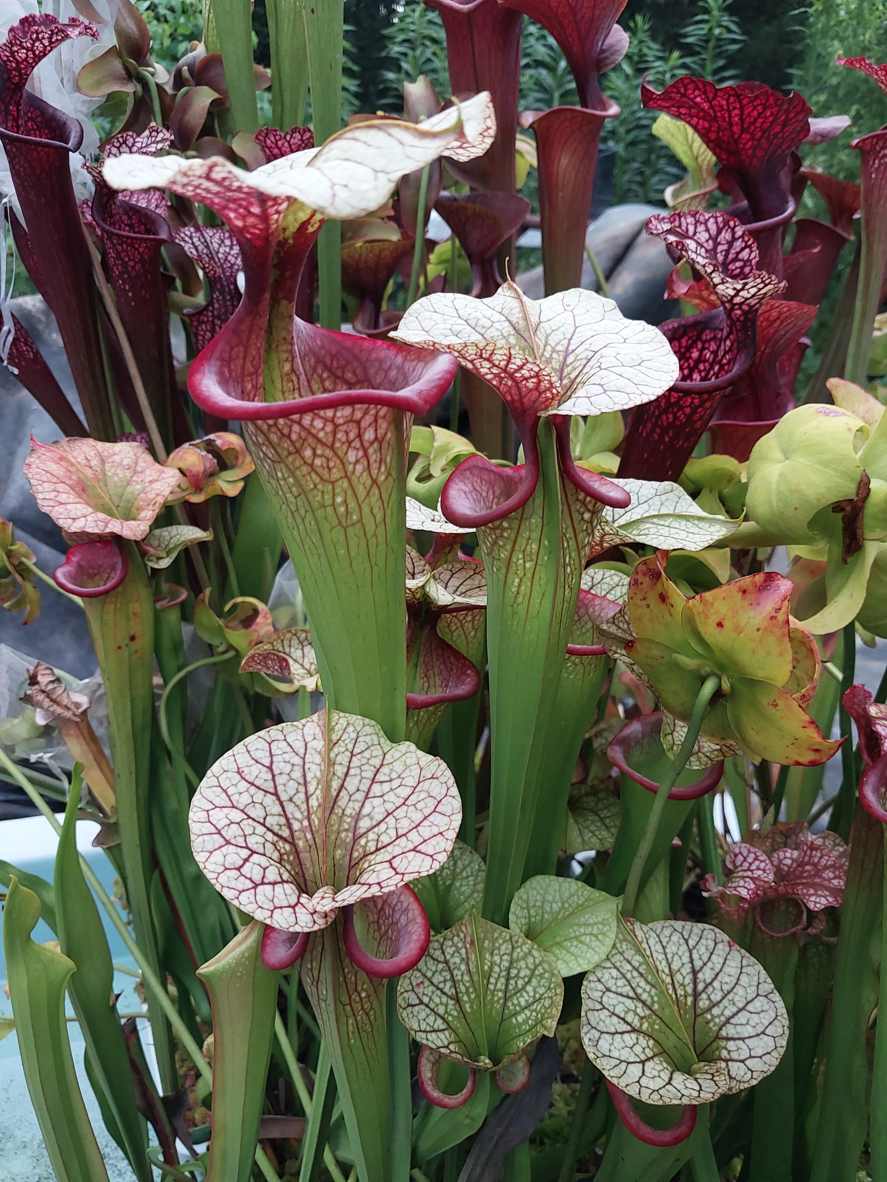 Sarracenia xmoorei 'Adrian Slack' by P_Hill_FL