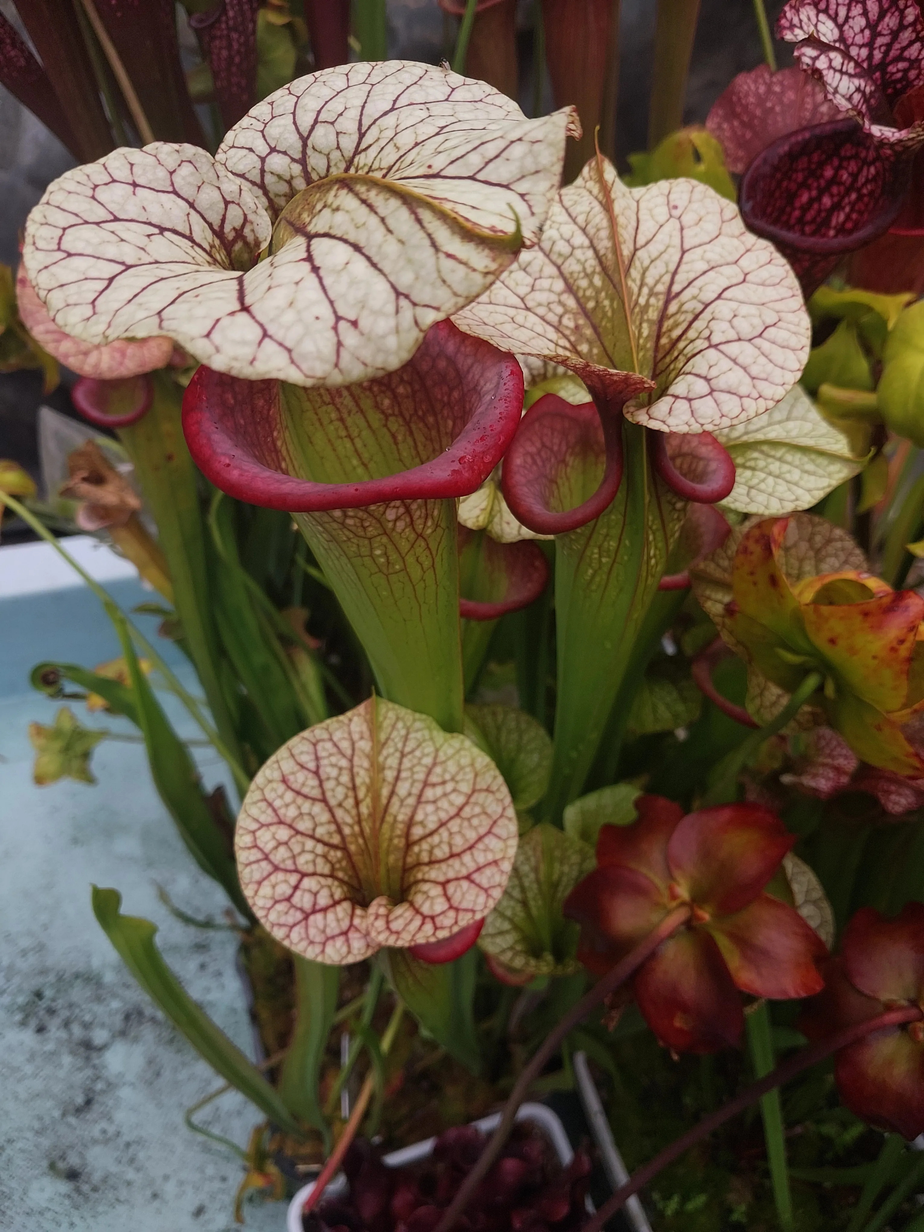 Sarracenia xmoorei 'Adrian Slack' by P_Hill_FL