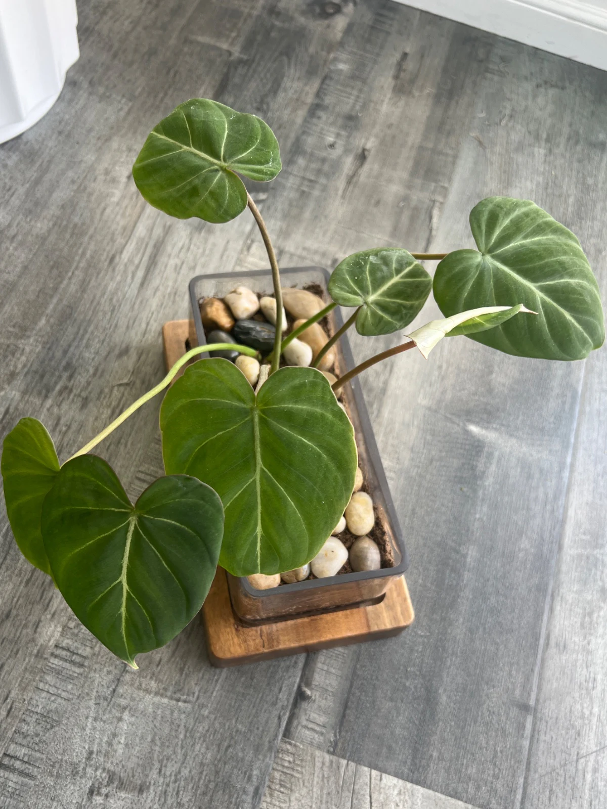Philodendron gloriosum by alohamora