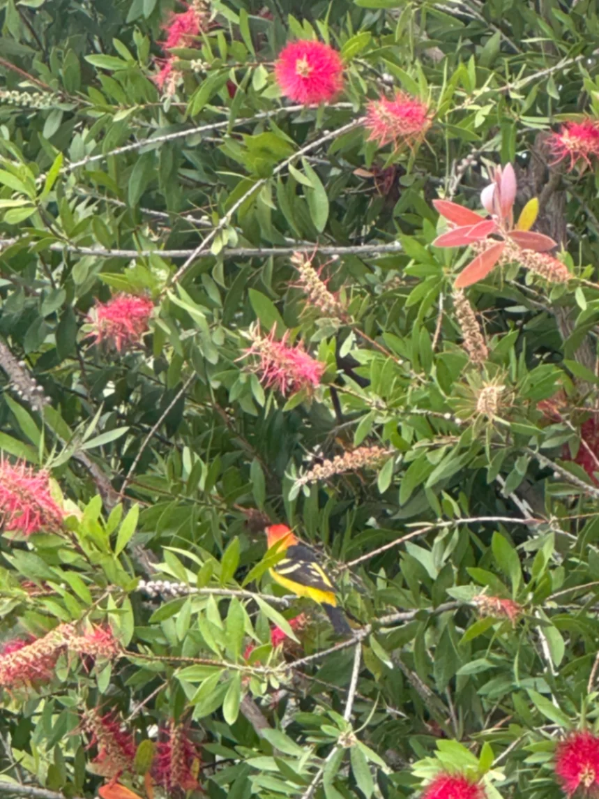 Western Tanager Piranga ludoviciana by David