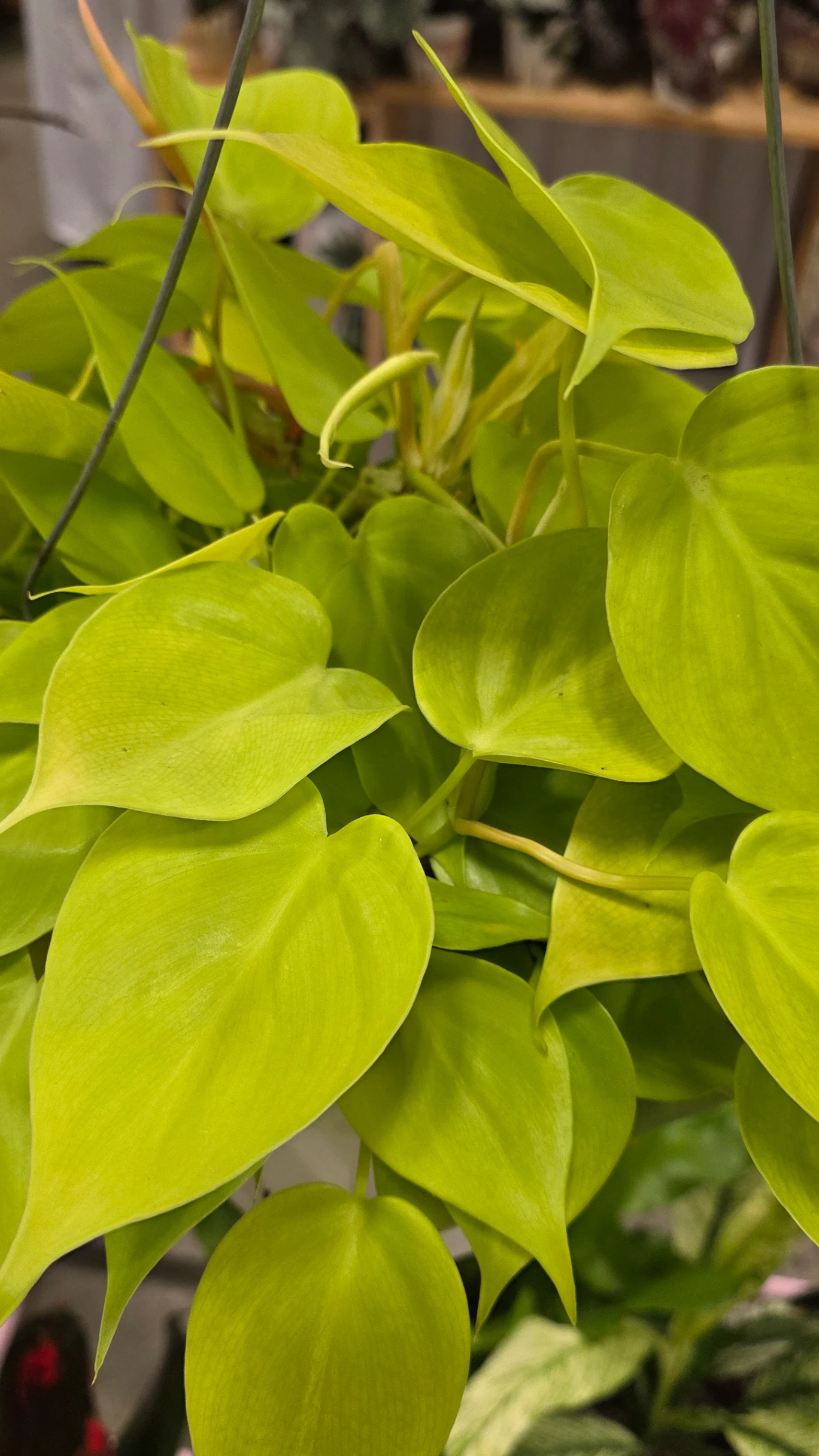 Philodendron hederaceum 'Lemon Lime' by Mike