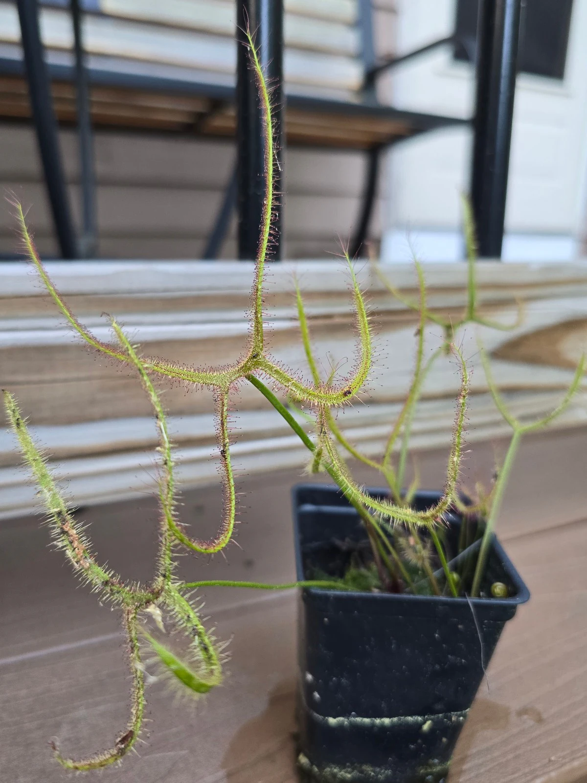 Drosera binata 'Giant' by atomic-alchemist