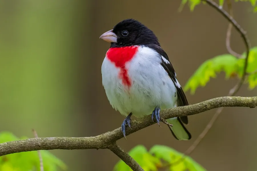Rose-breasted Grosbeak Pheucticus ludovicianus by genevieve