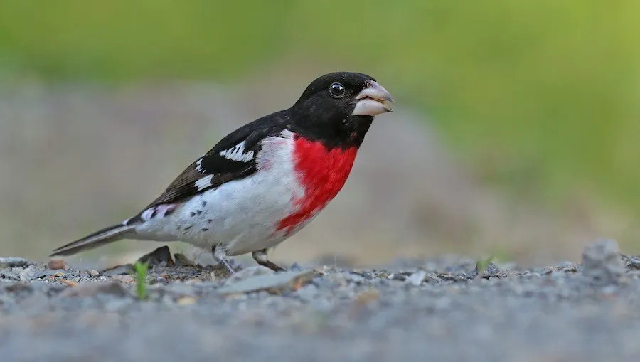 Rose-breasted Grosbeak Pheucticus ludovicianus by genevieve