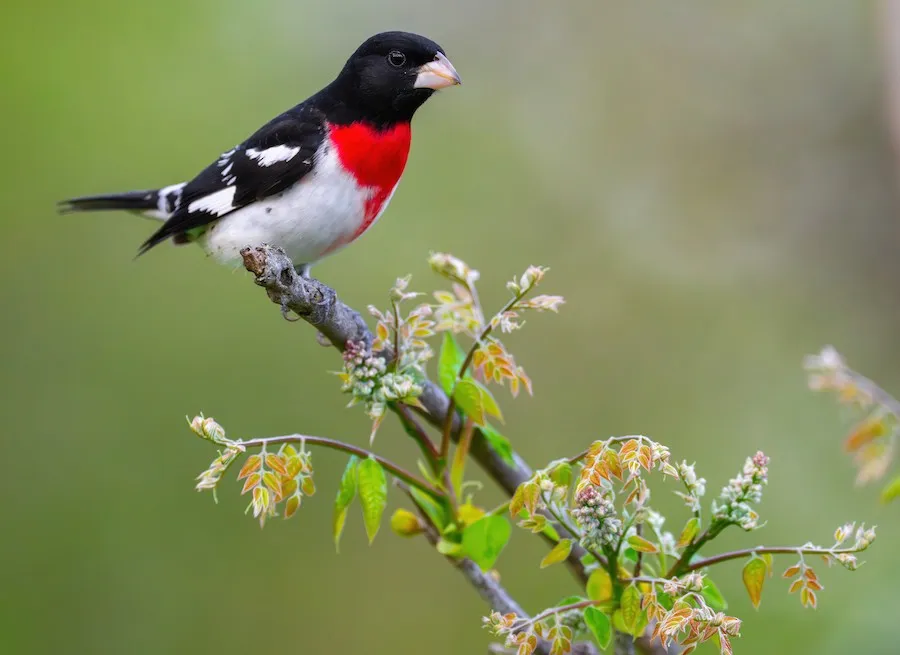 Rose-breasted Grosbeak Pheucticus ludovicianus by genevieve
