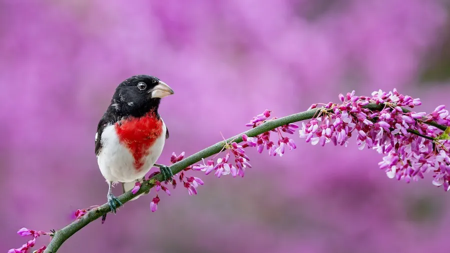 Rose-breasted Grosbeak Pheucticus ludovicianus by genevieve