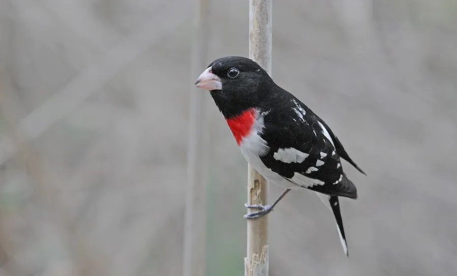 Rose-breasted Grosbeak Pheucticus ludovicianus by genevieve