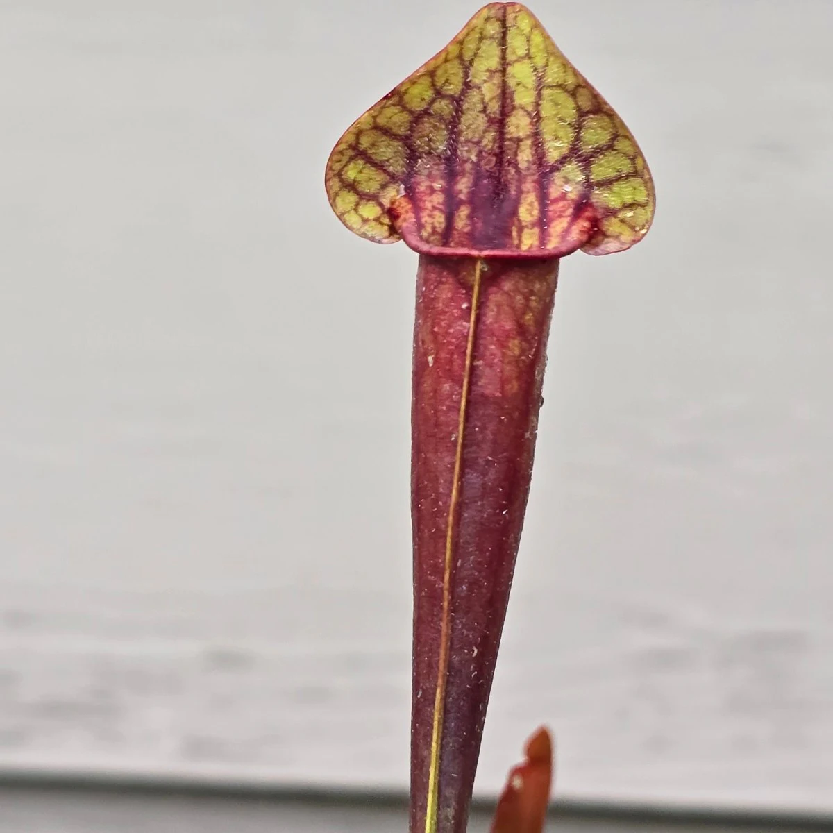 Sarracenia purpurea v. burkii ‘Jim Miller’ x flava v. rugelii ‘Bud’s Gargoyle’ by atomic-alchemist