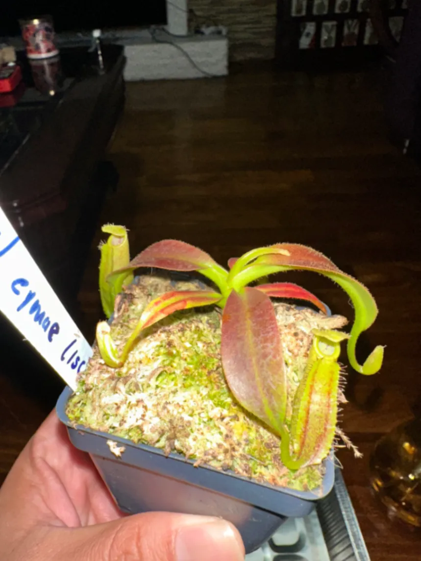 Nepenthes Eymae by marklt