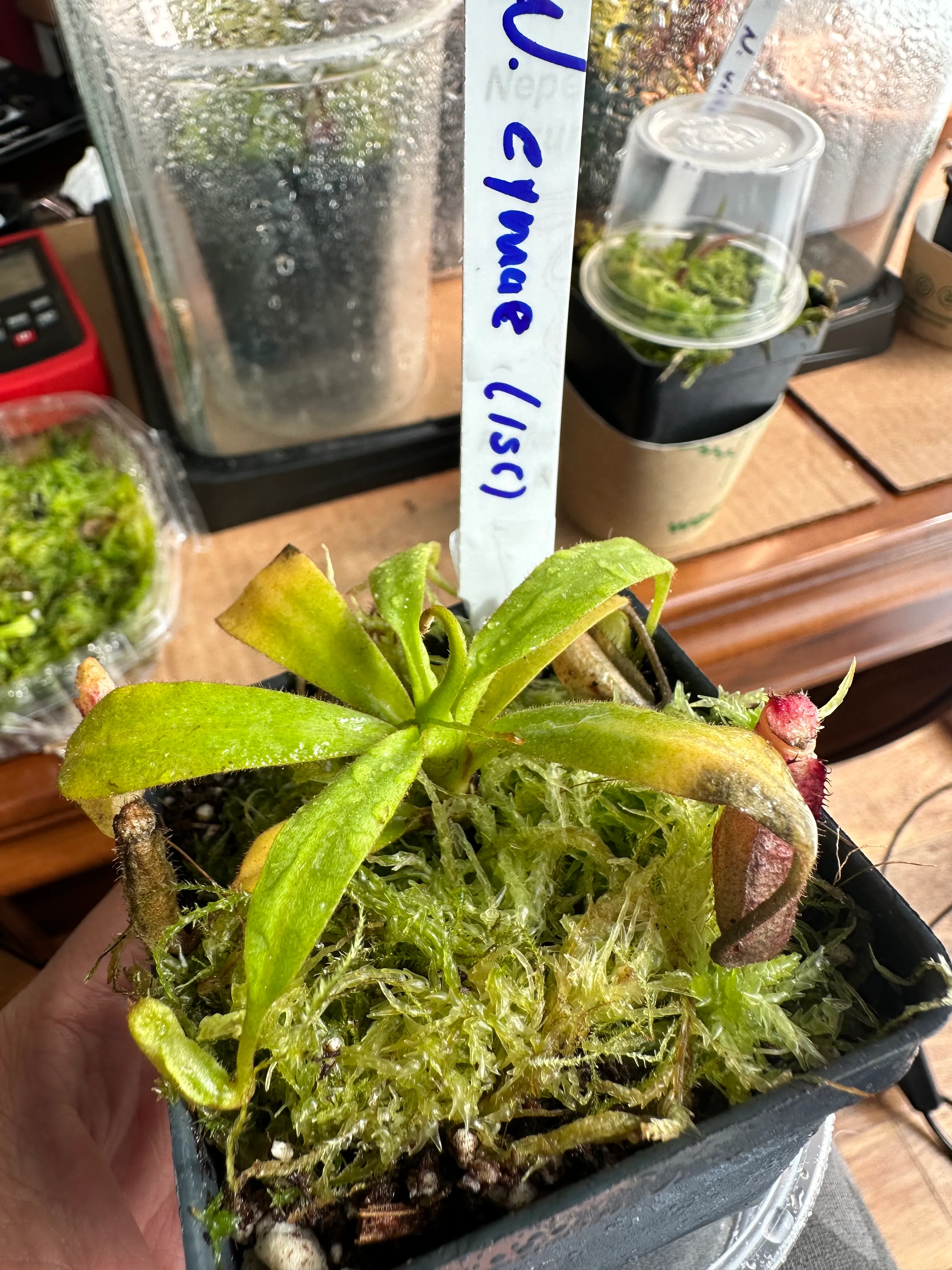 Nepenthes Eymae by marklt
