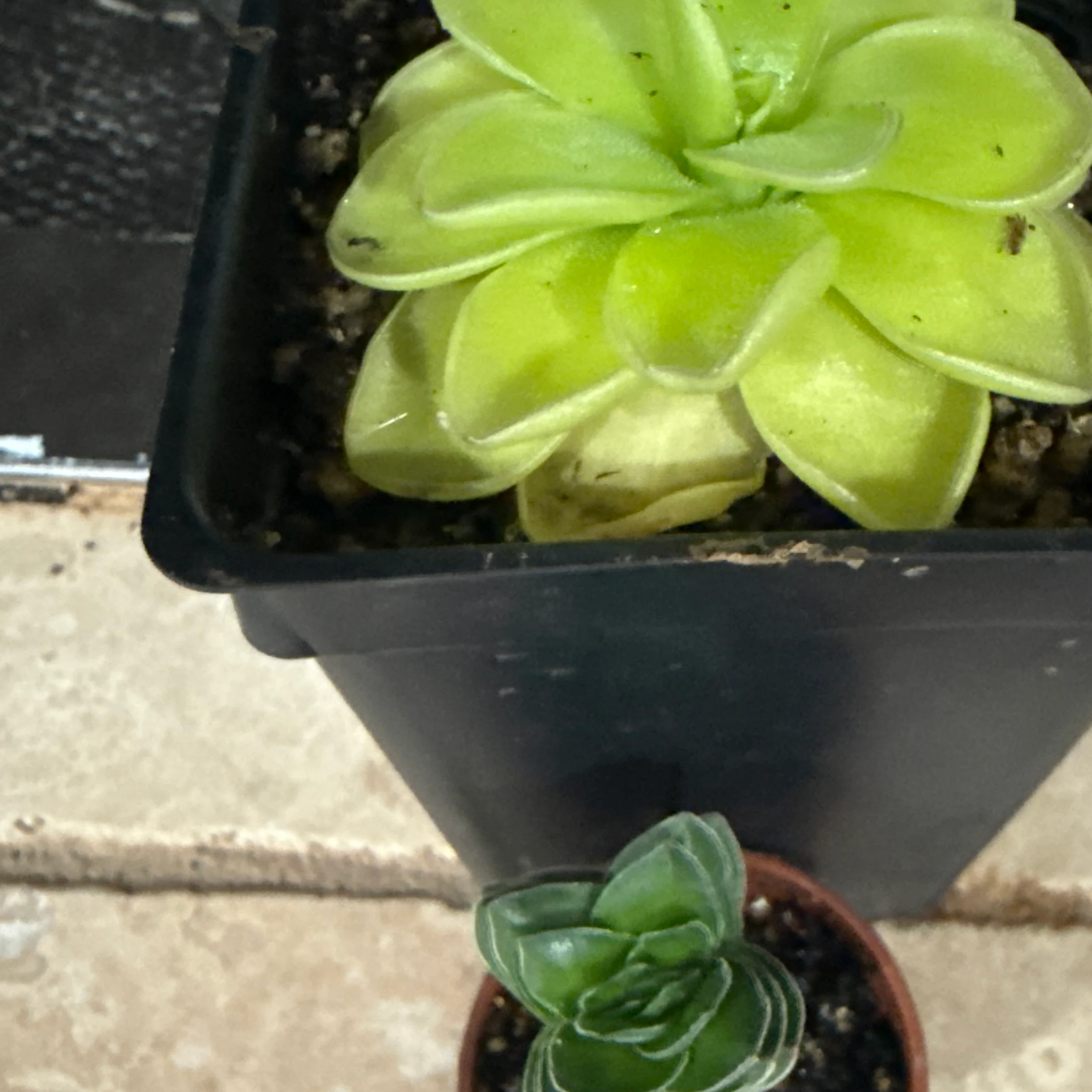 Pinguicula ibarrae by z3