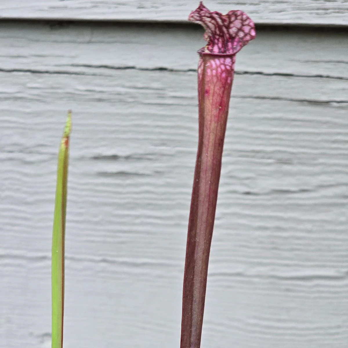 Sarracenia (‘Dana’s Delight’) x (‘Saurus’) by atomic-alchemist