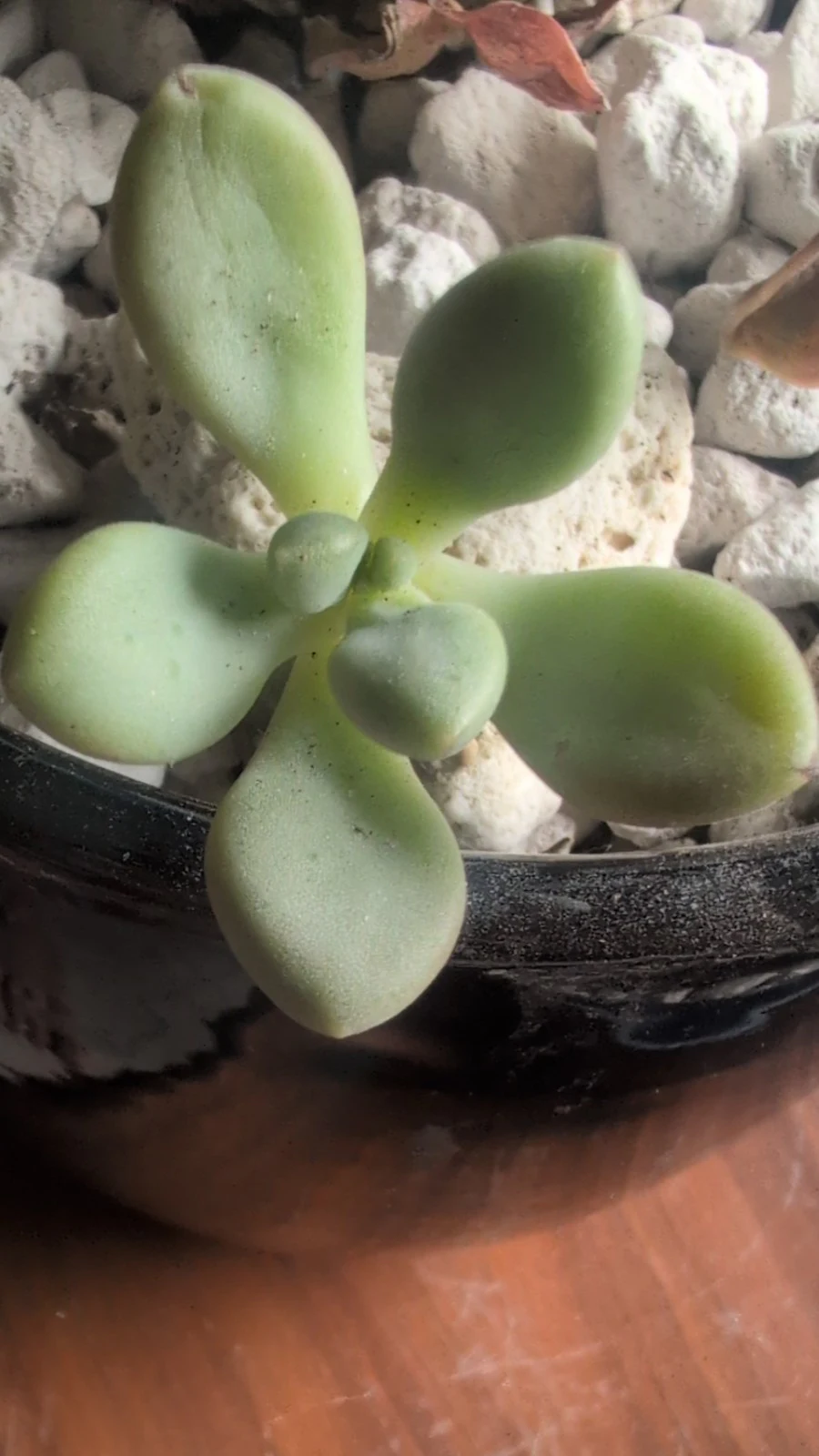 Pachyphytum oviferum by Sanjana