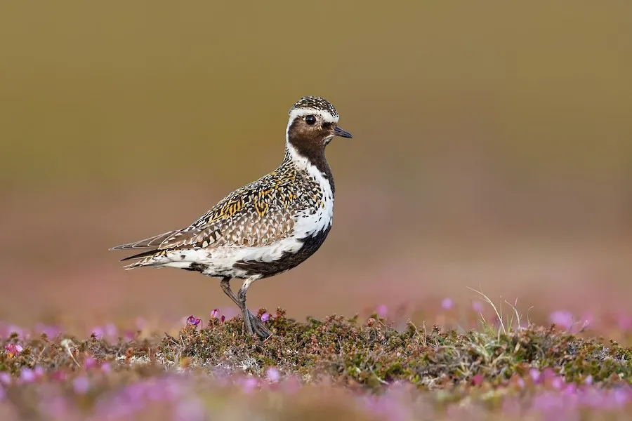 European Golden-Plover Pluvialis apricaria by genevieve