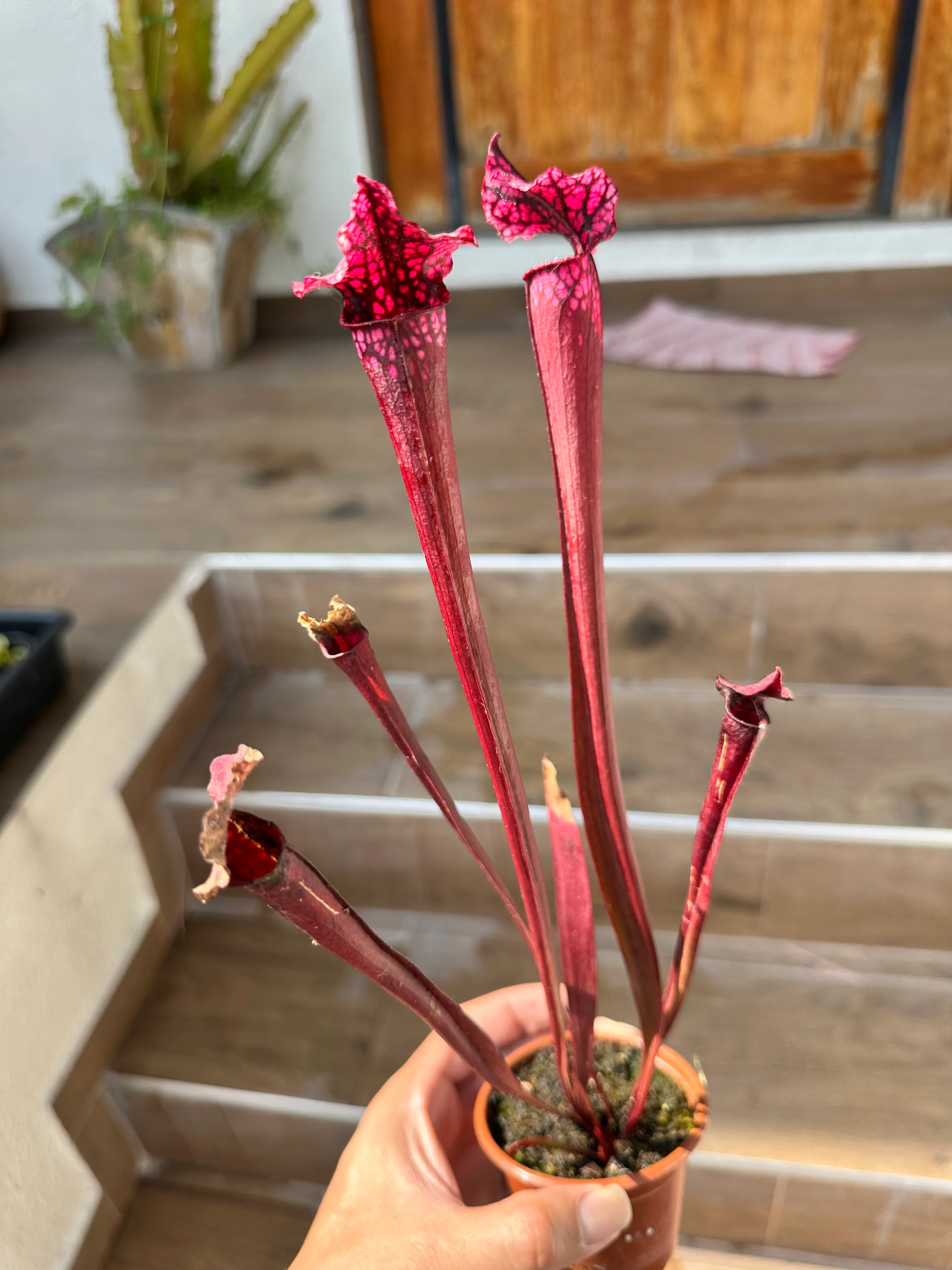 Sarracenia Leucophylla 'Hot Pink' by marklt
