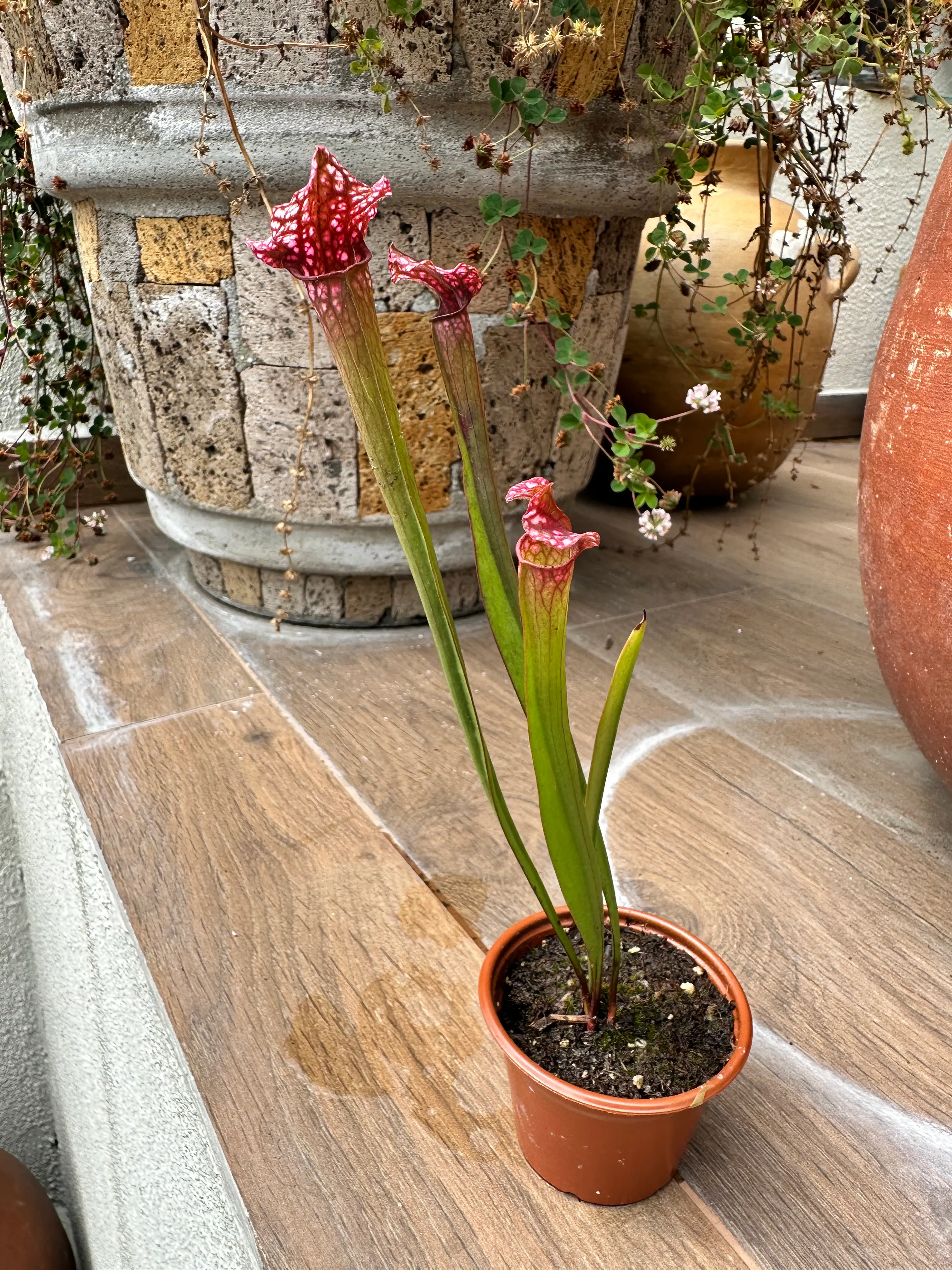 Sarracenia Leucophylla 'Hot Pink' by marklt